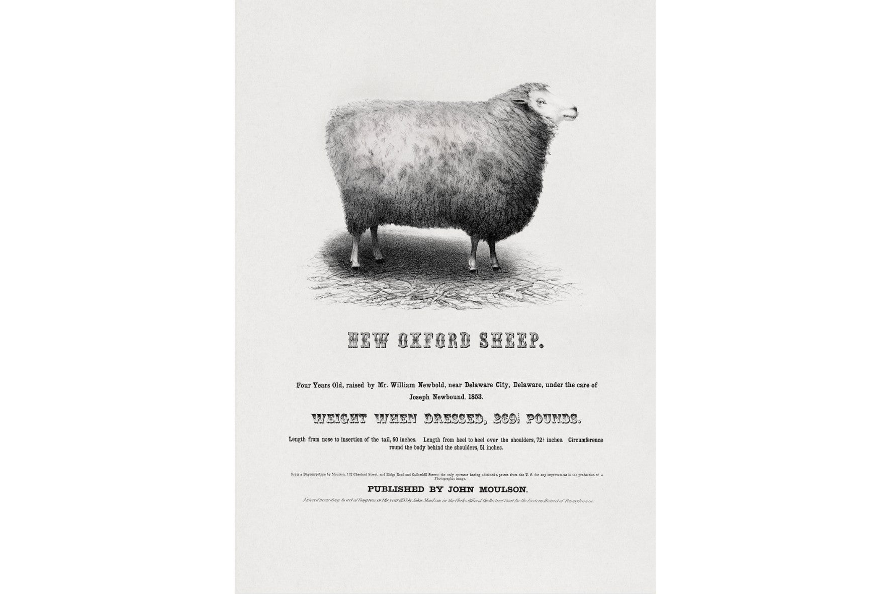 New Oxford Sheep
