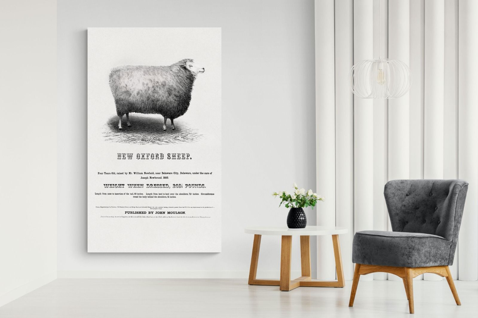 Pixalot New Oxford Sheep