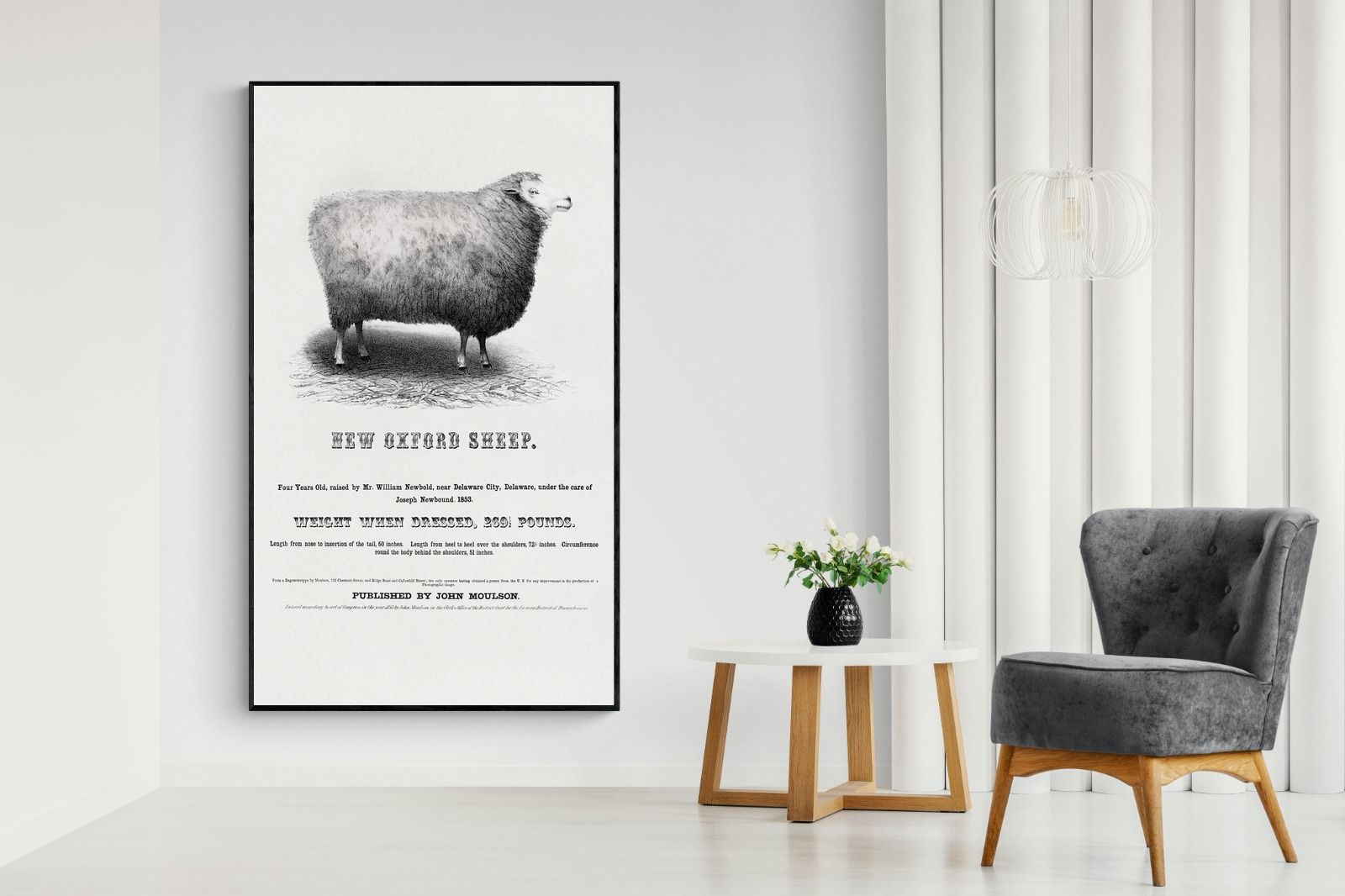 Pixalot New Oxford Sheep