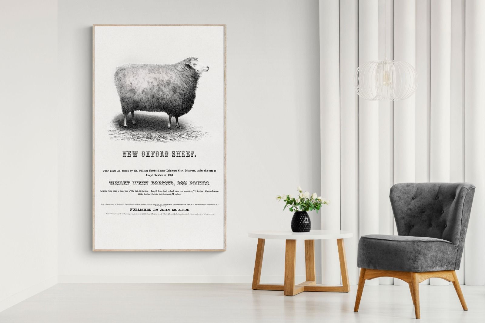 Pixalot New Oxford Sheep