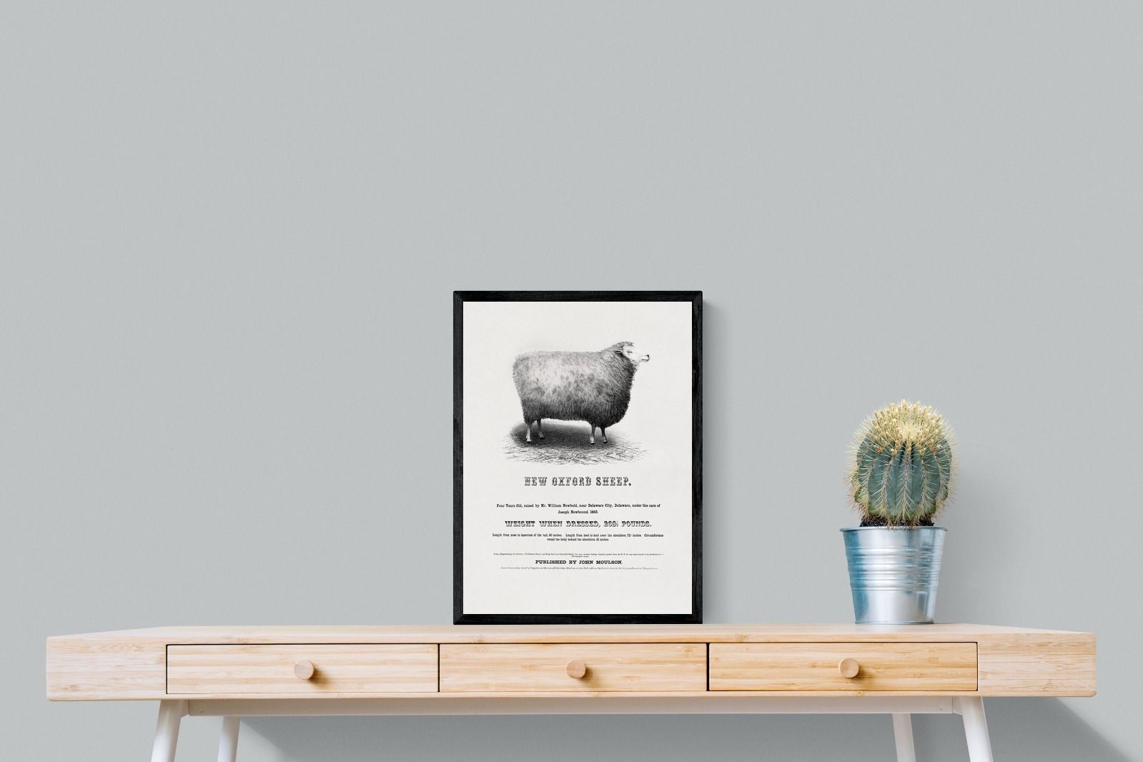 Pixalot New Oxford Sheep