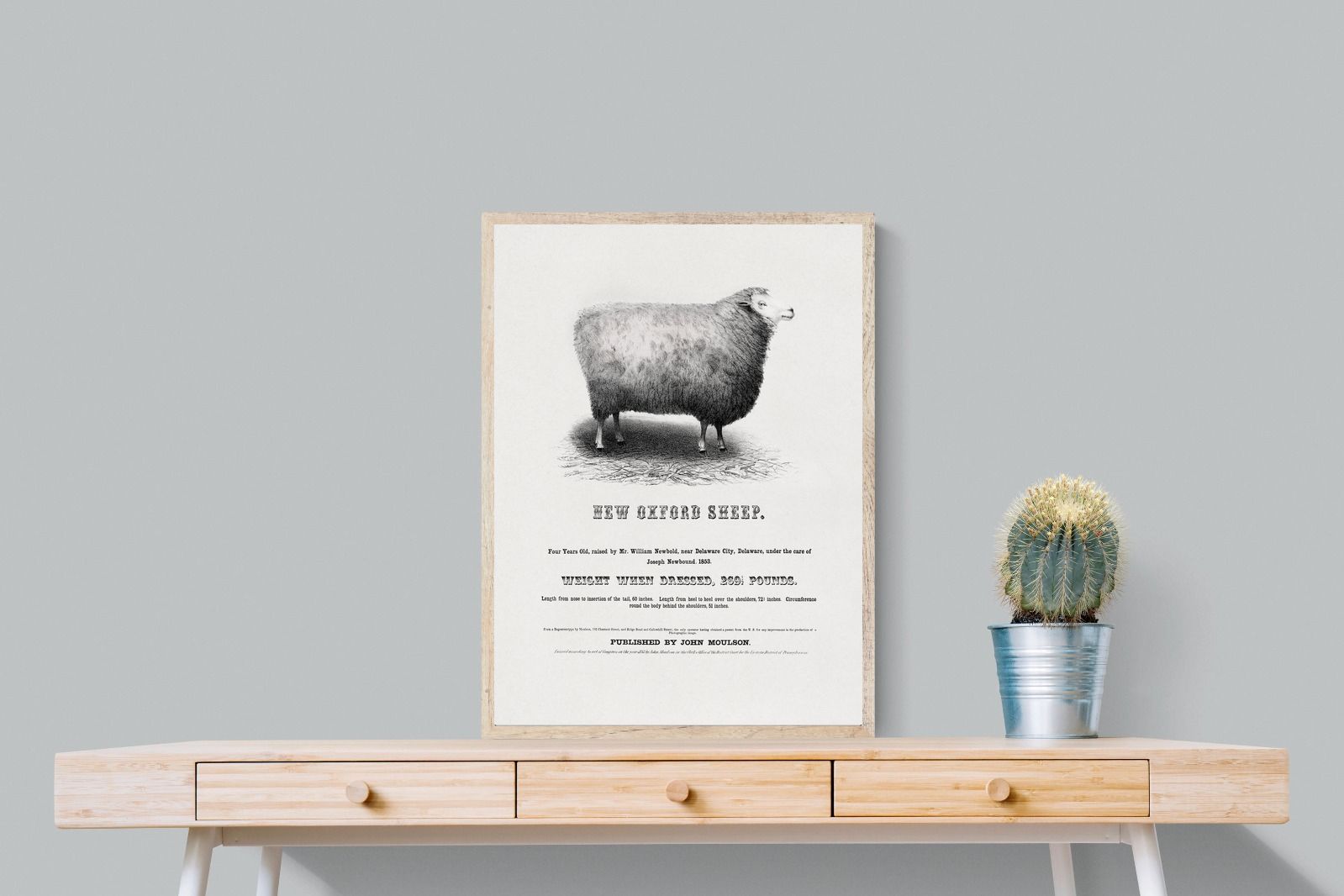 Pixalot New Oxford Sheep