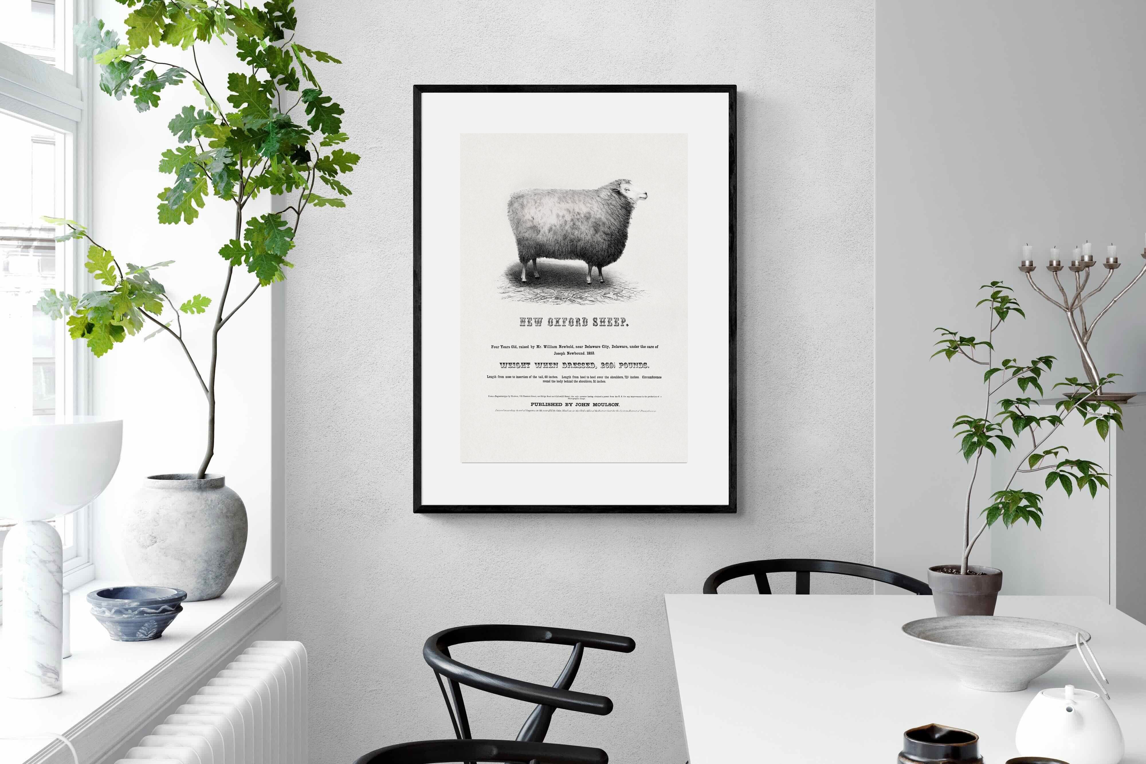 Pixalot New Oxford Sheep