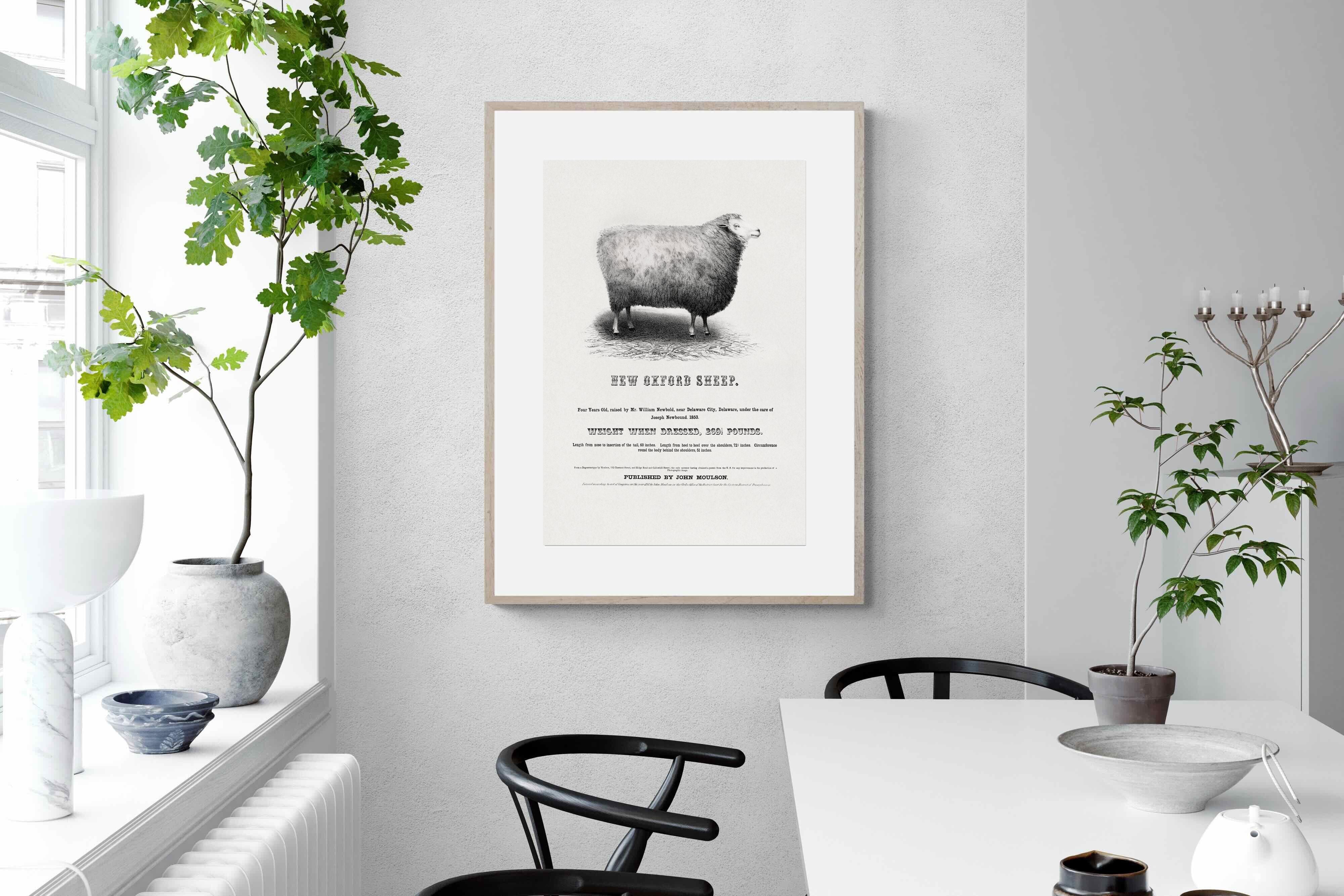 Pixalot New Oxford Sheep