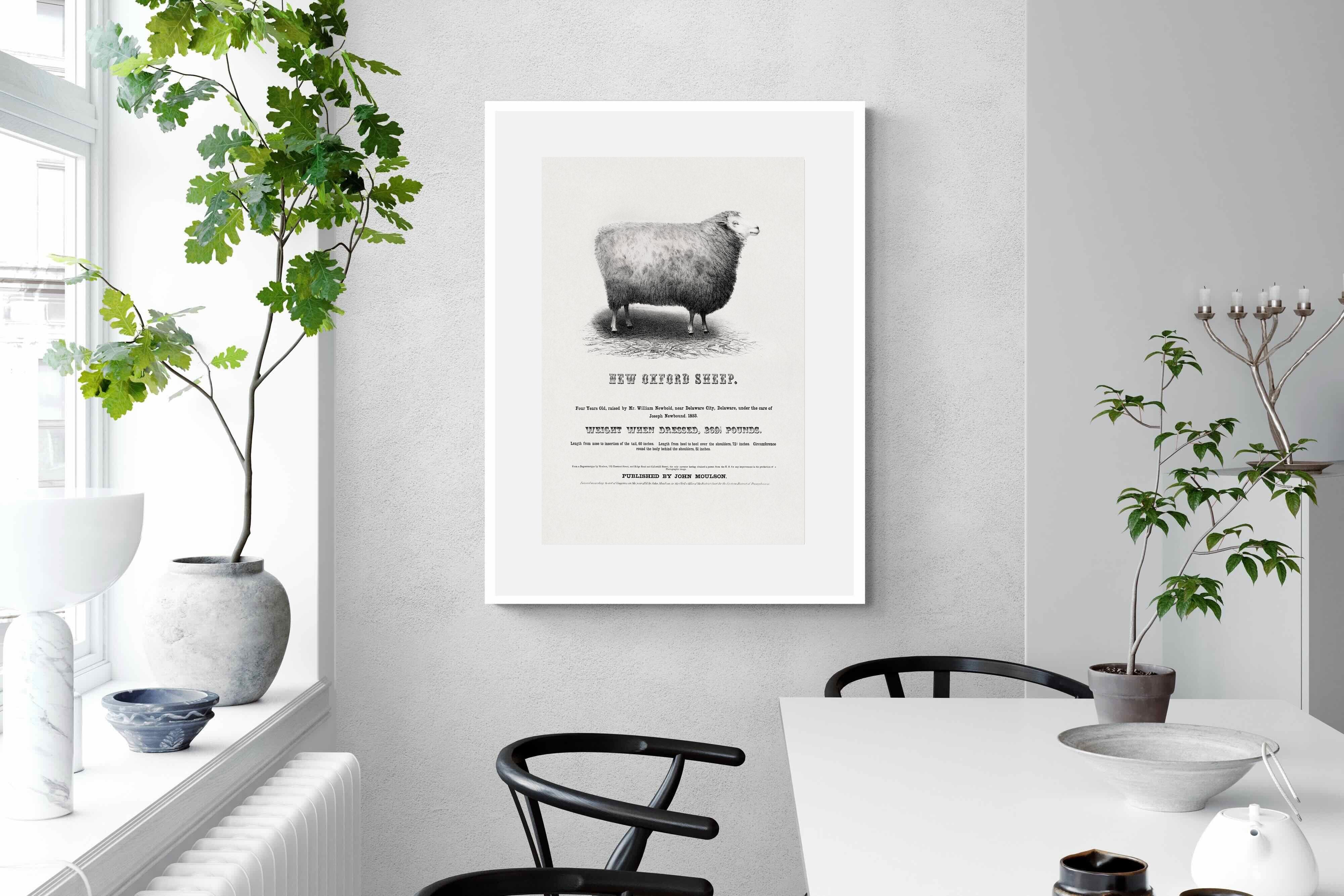 Pixalot New Oxford Sheep