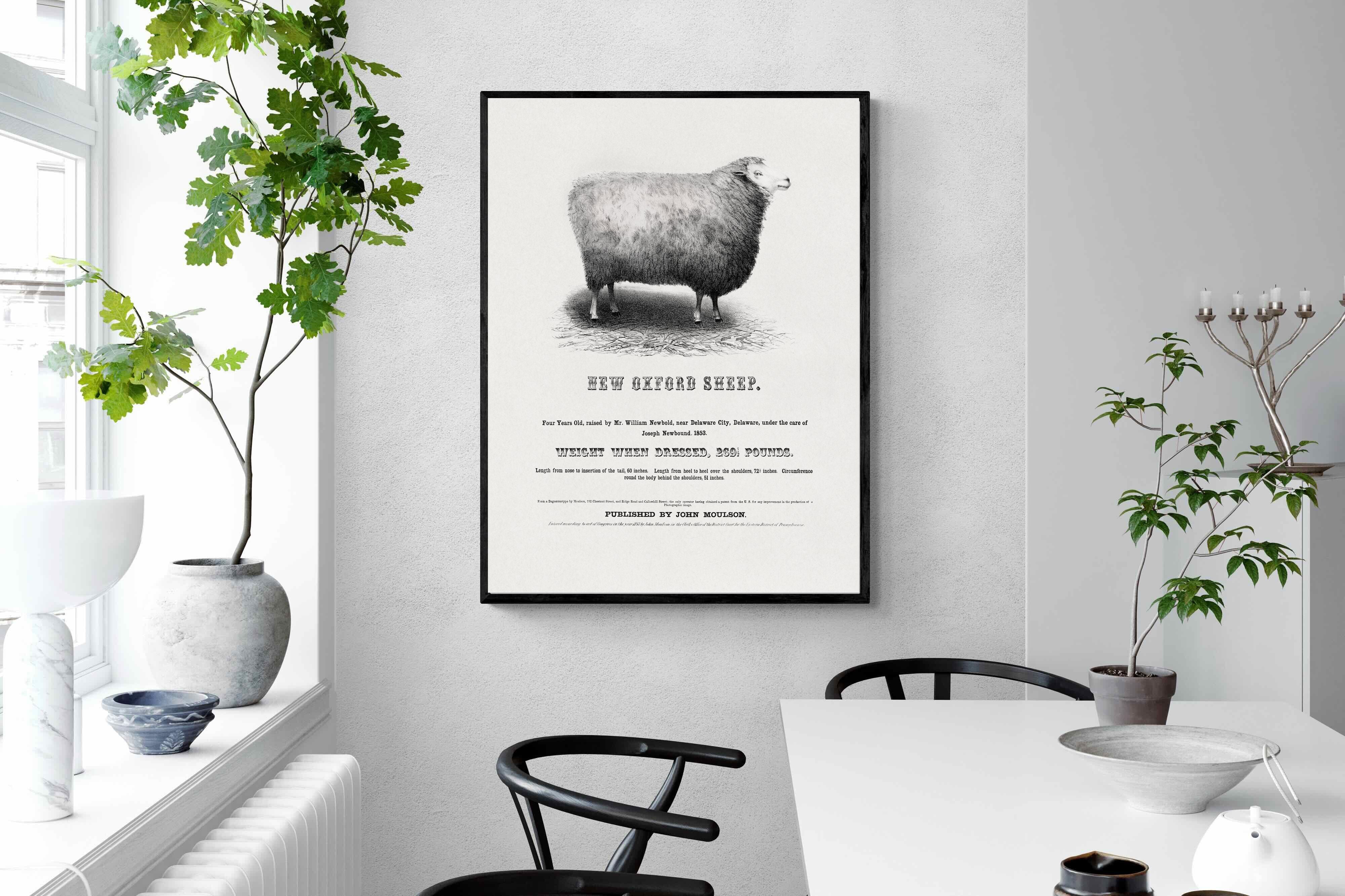 Pixalot New Oxford Sheep