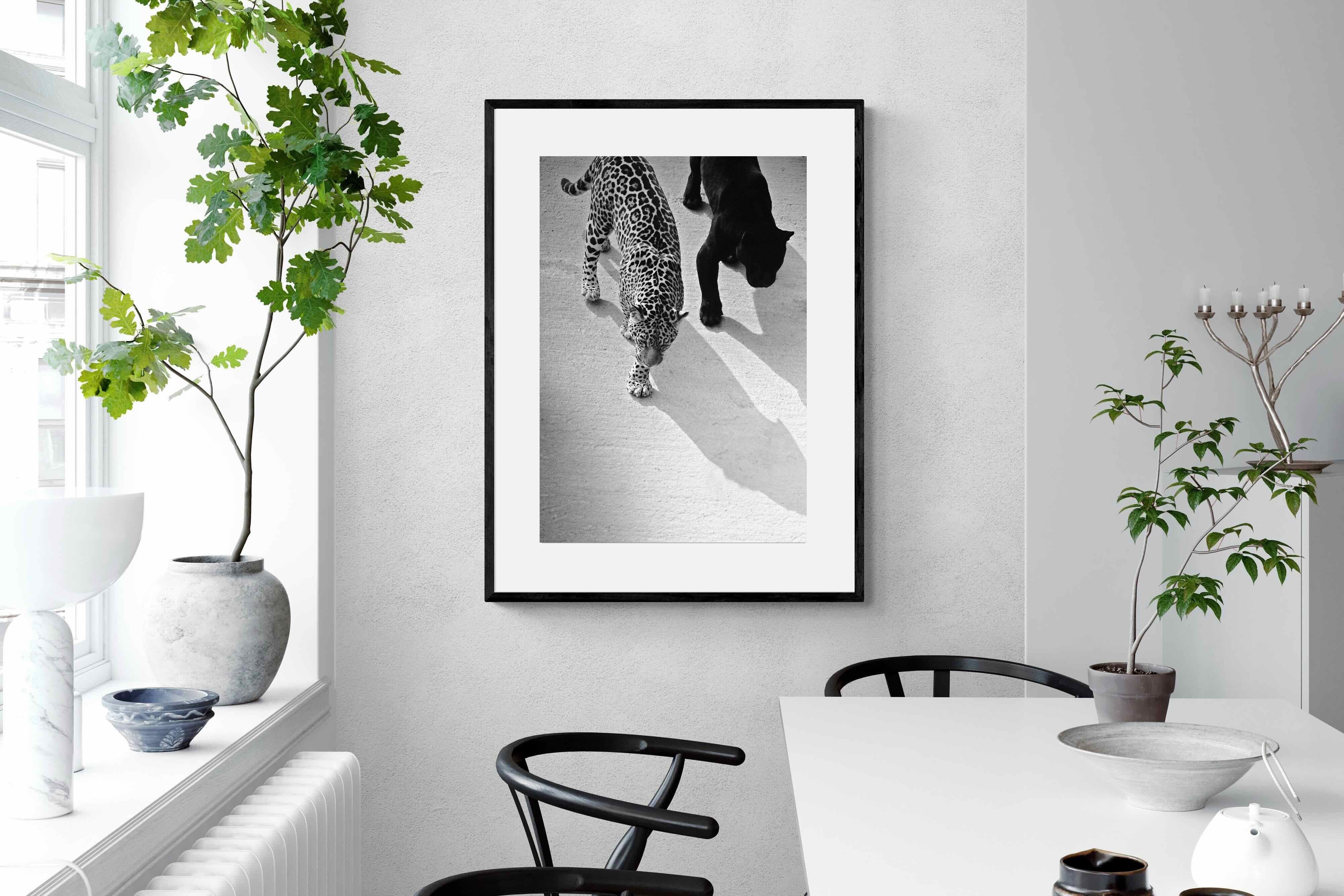 Pixalot On The Prowl