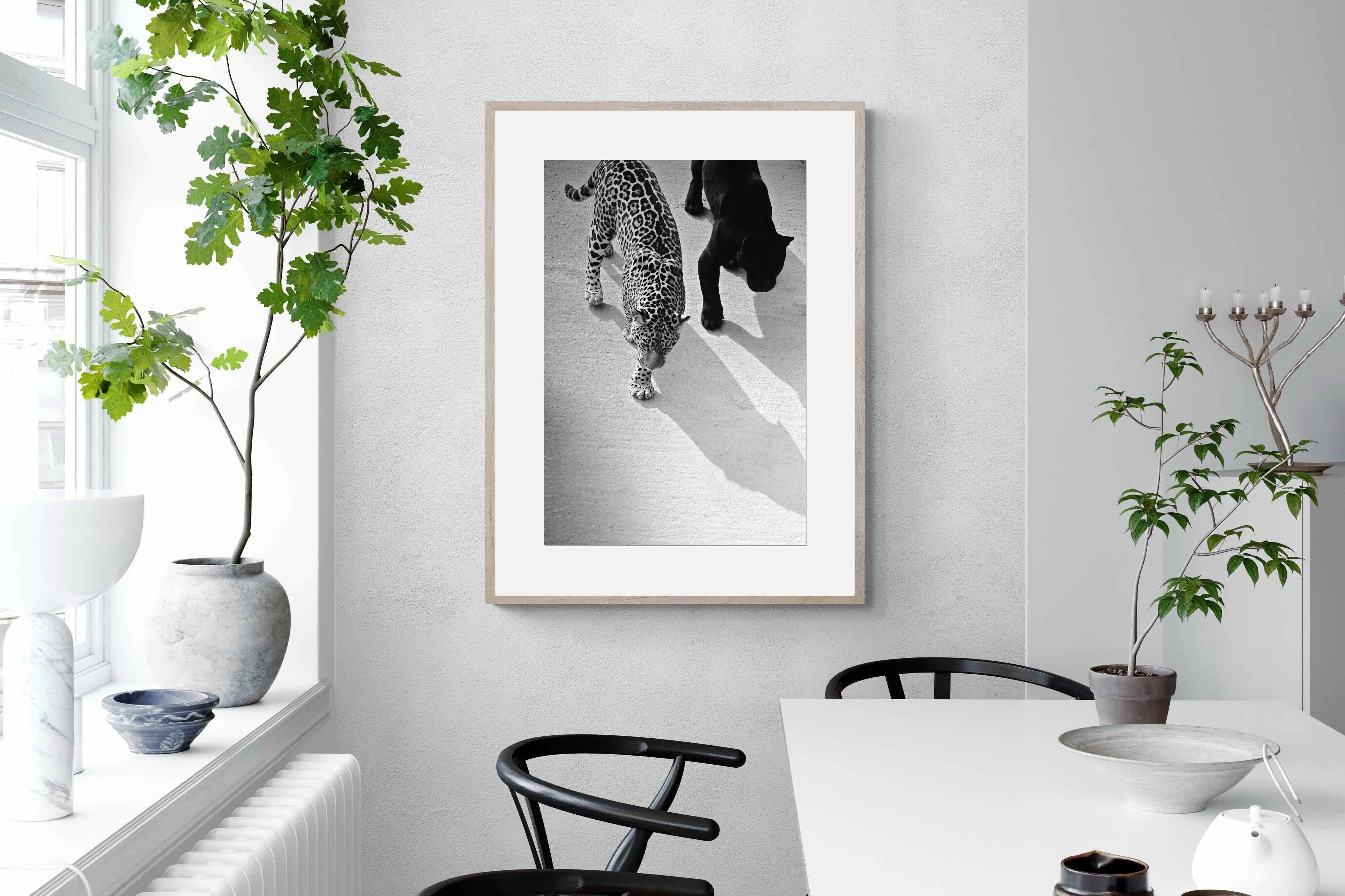 Pixalot On The Prowl