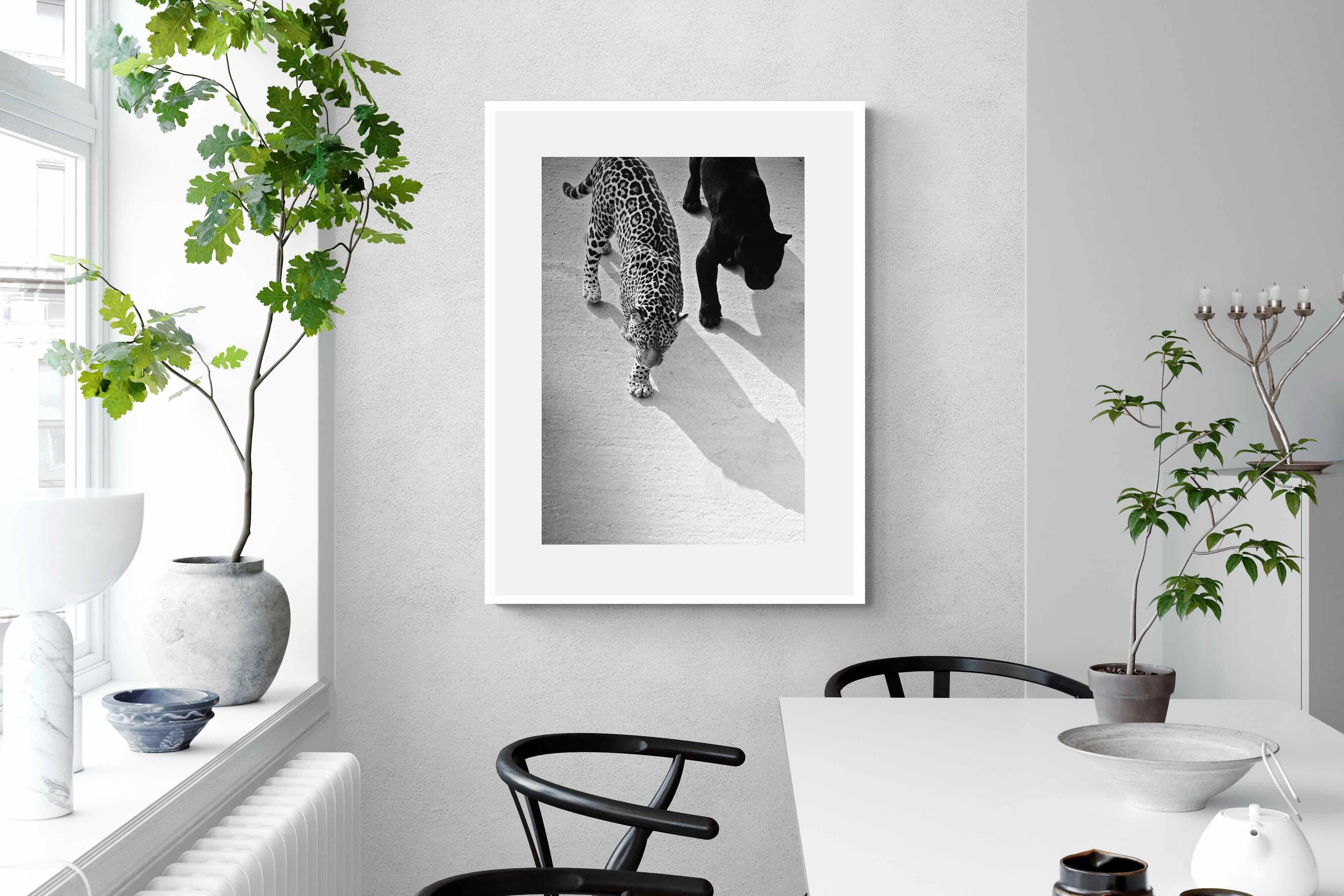 Pixalot On The Prowl