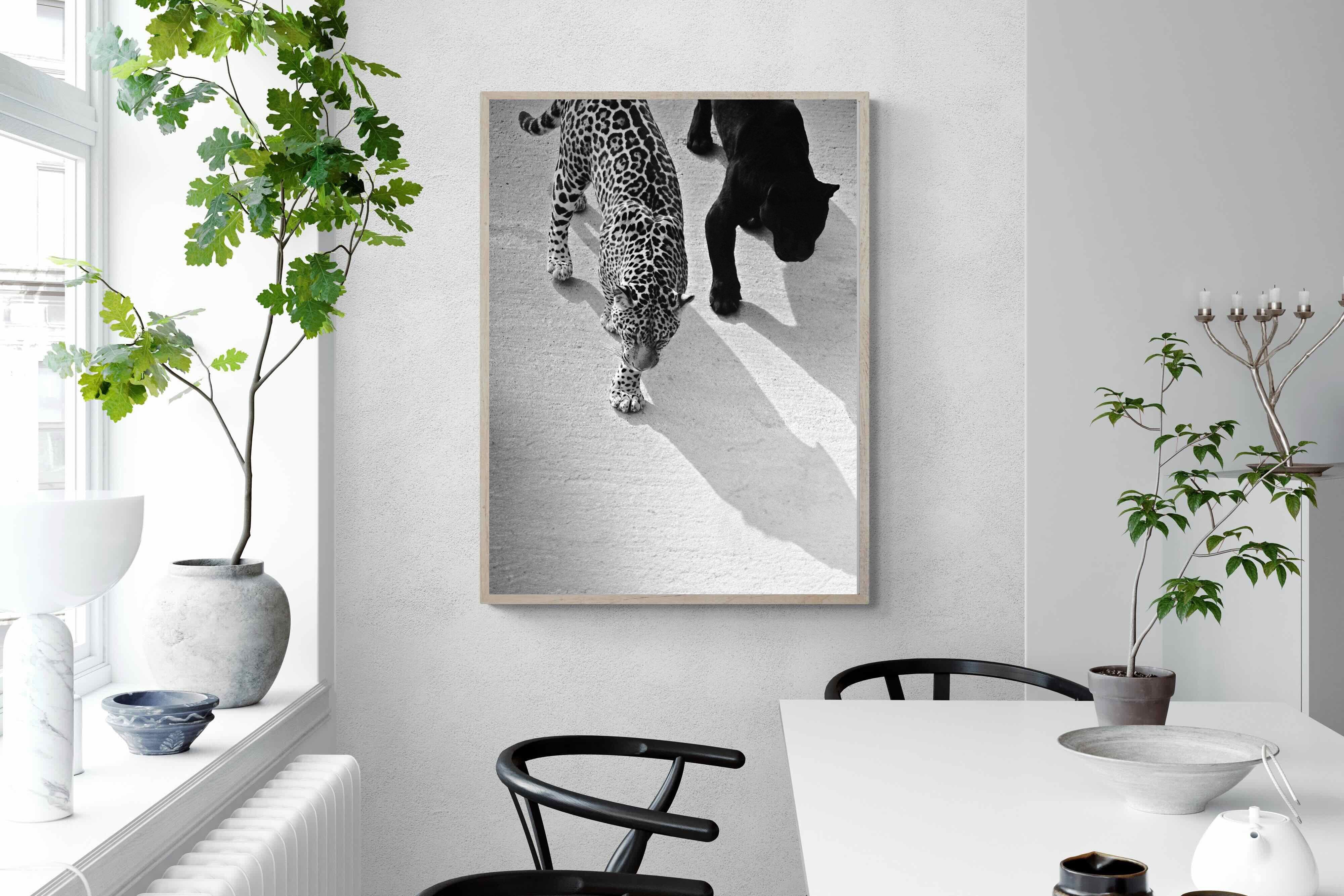 Pixalot On The Prowl