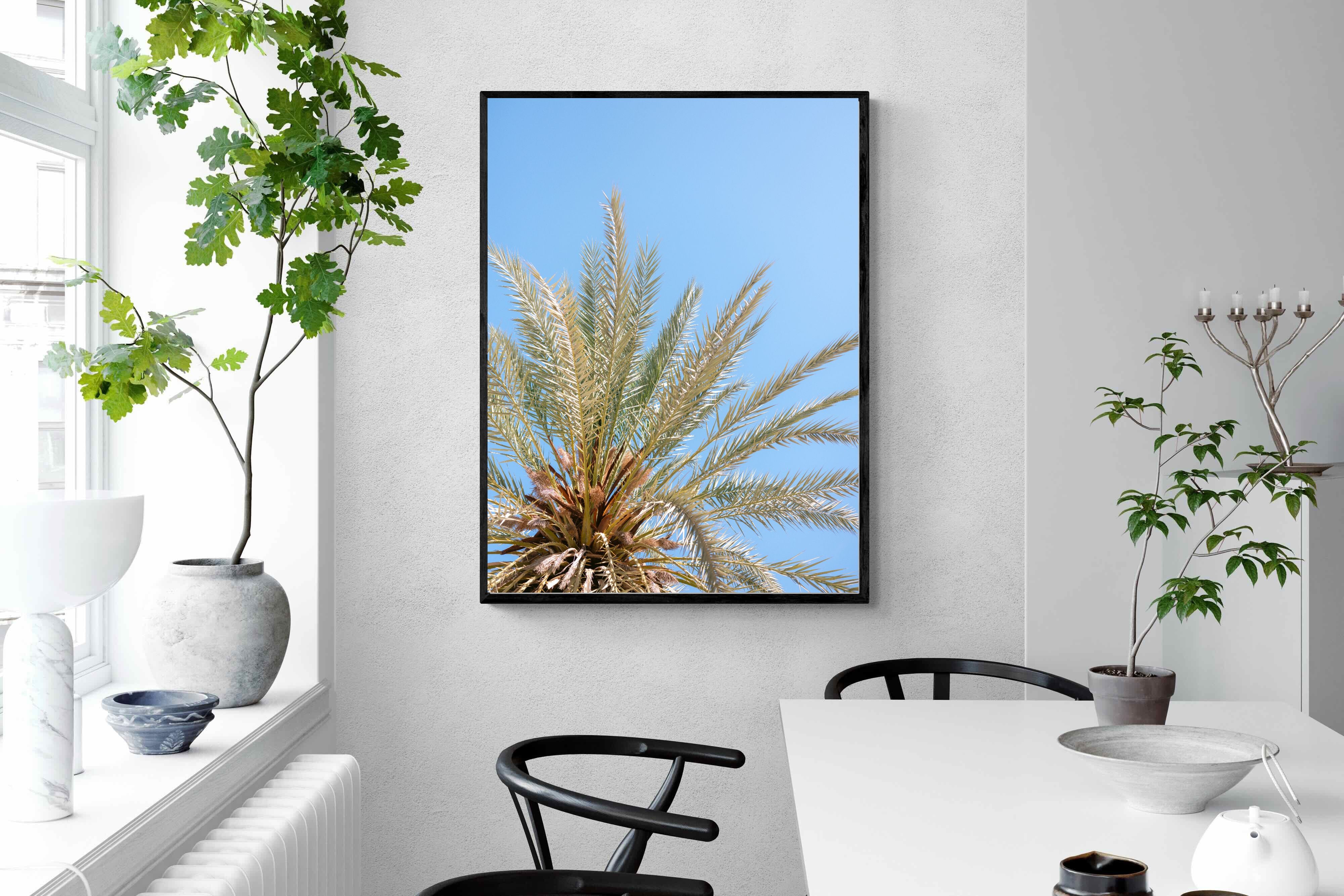 Pixalot Palm Radiance