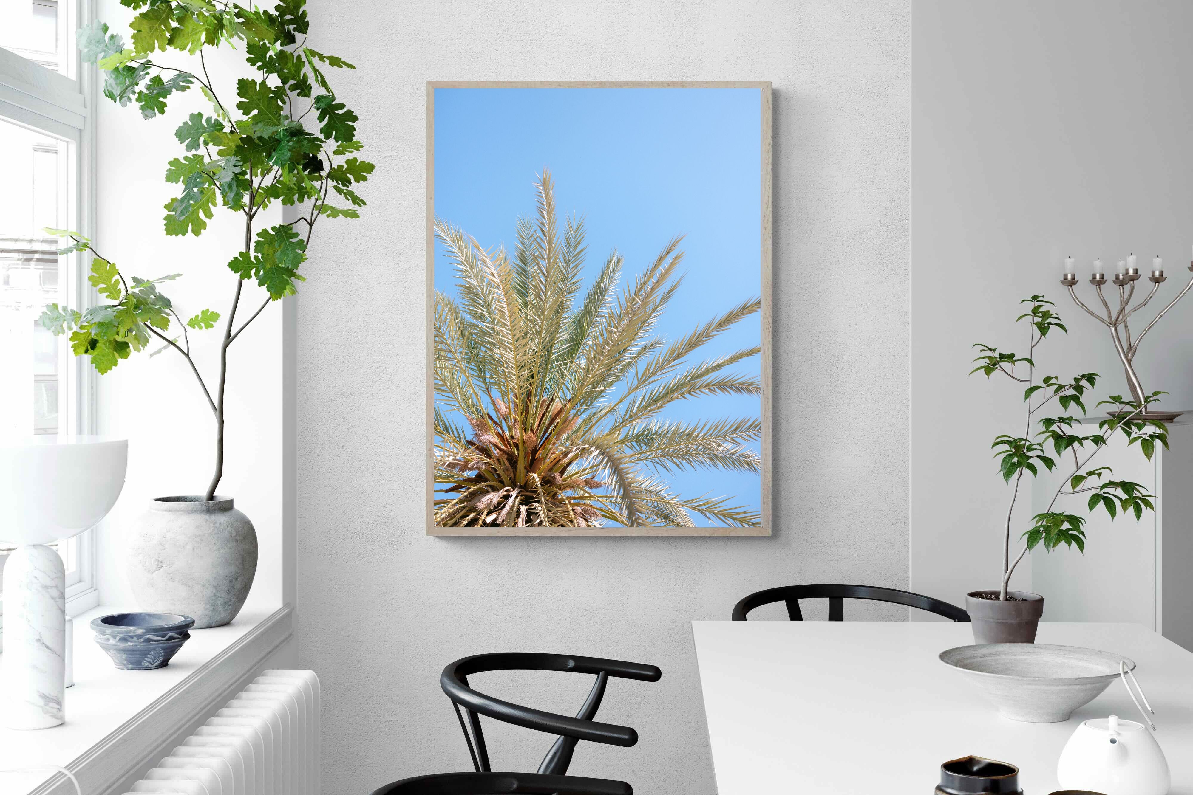 Pixalot Palm Radiance