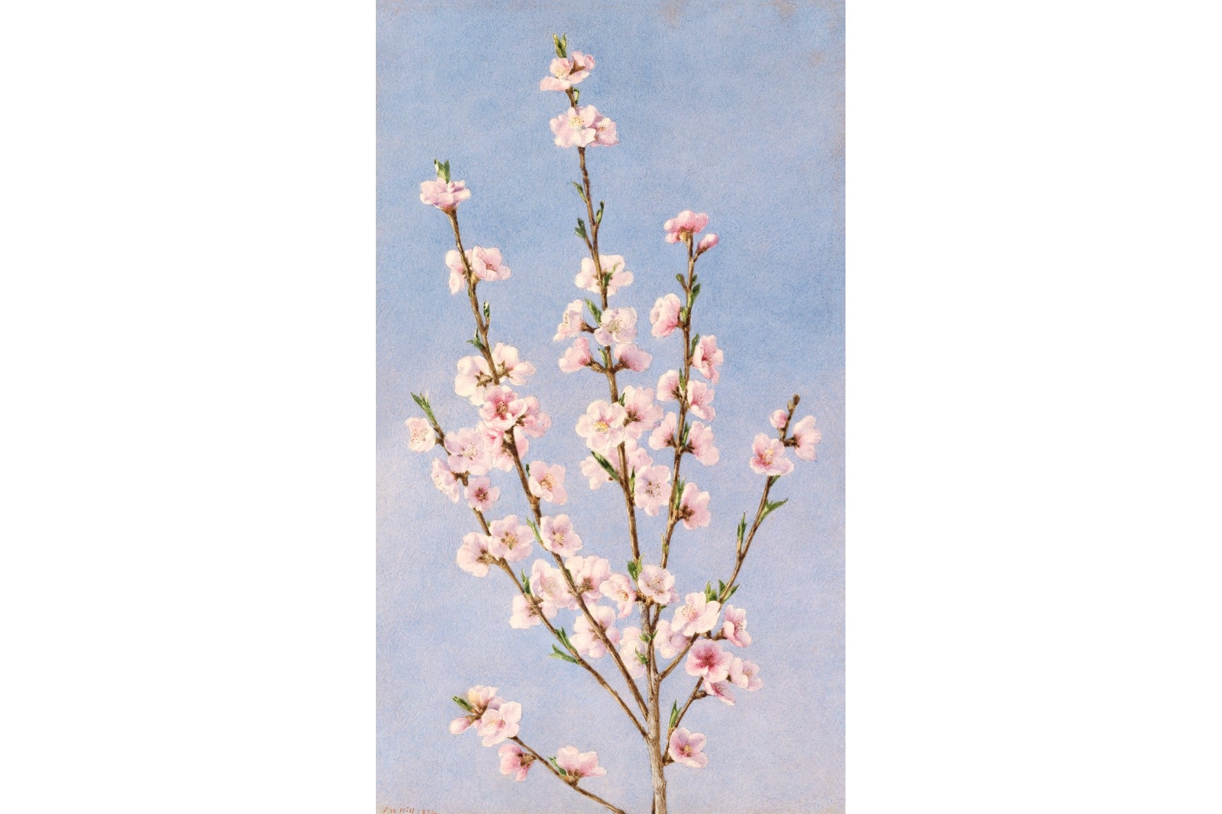 Peach Blossoms