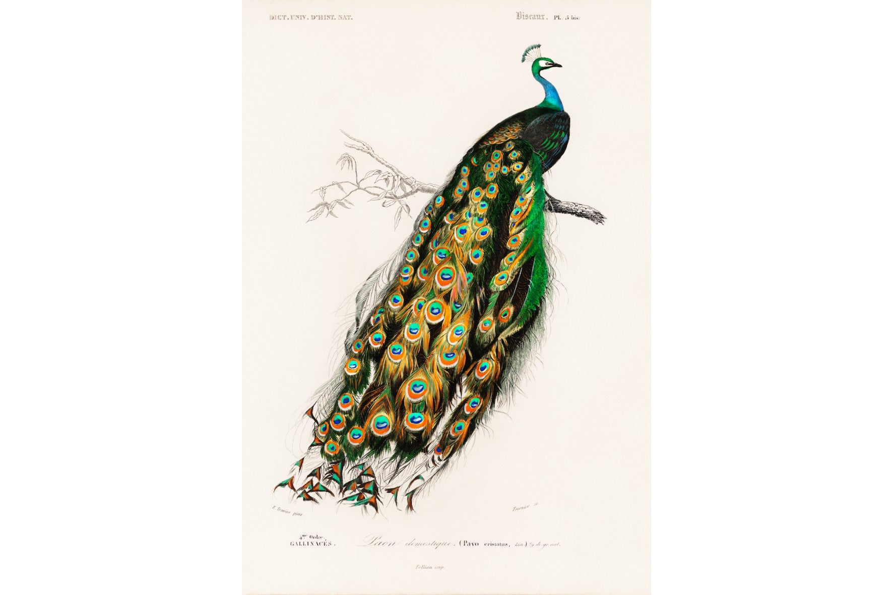 Peafowl