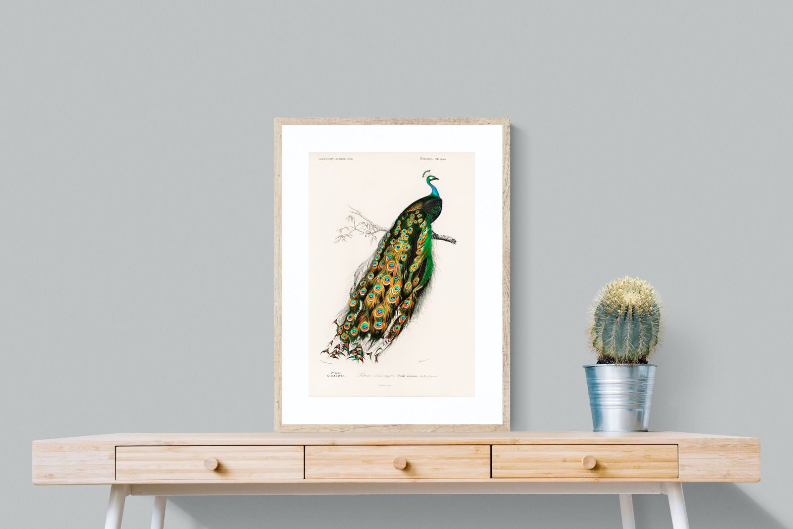 Pixalot Peafowl