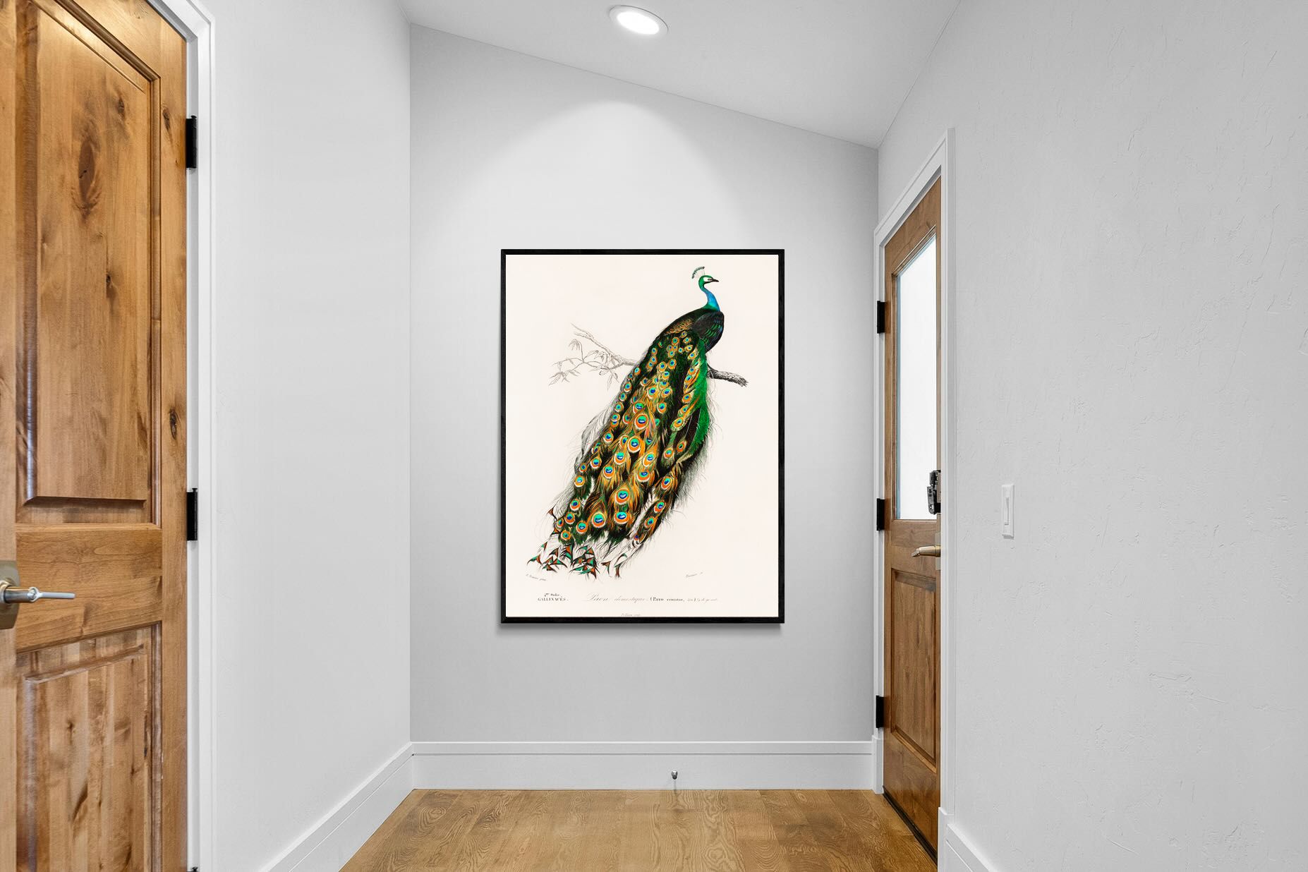 Pixalot Peafowl