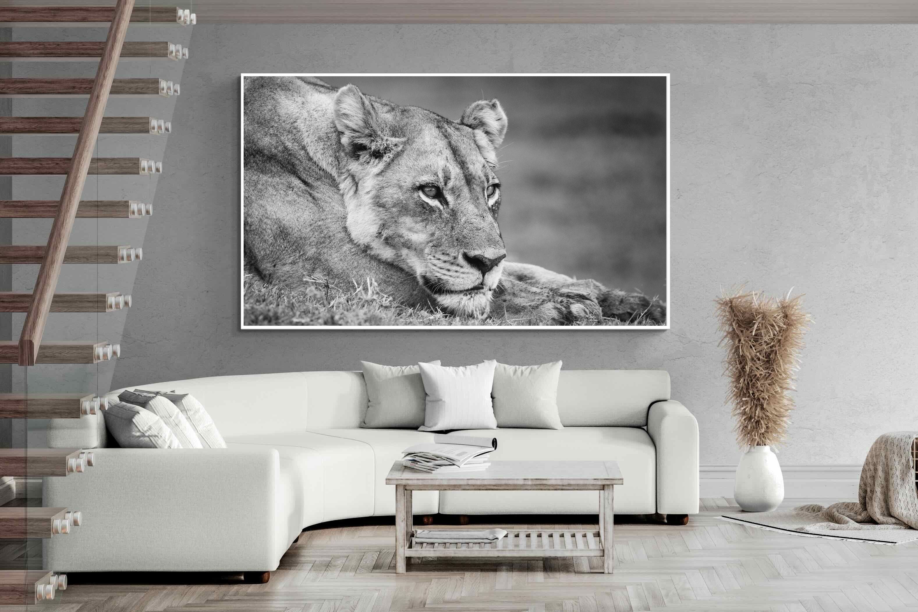 Pixalot Pensive Lioness