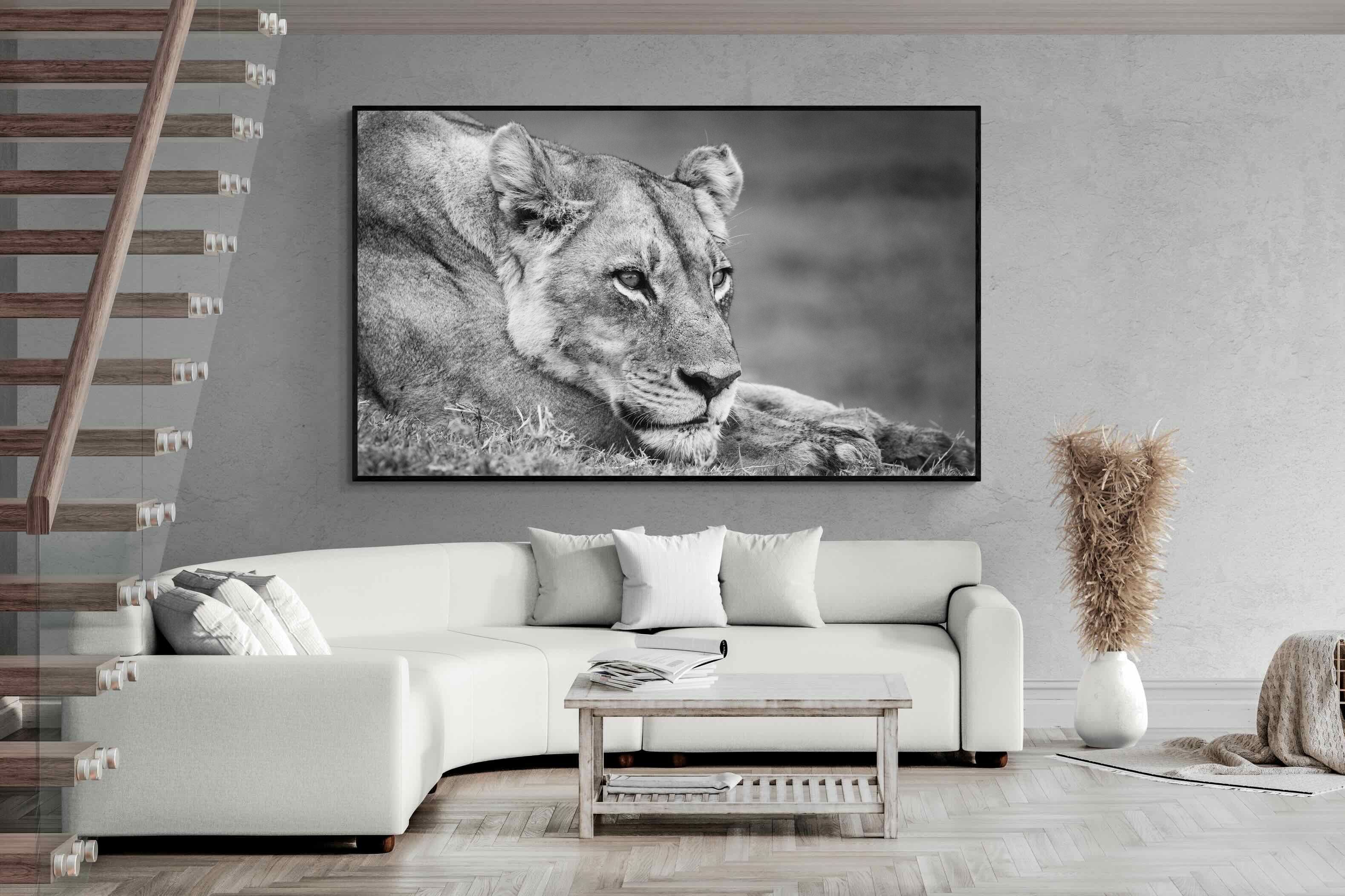 Pixalot Pensive Lioness