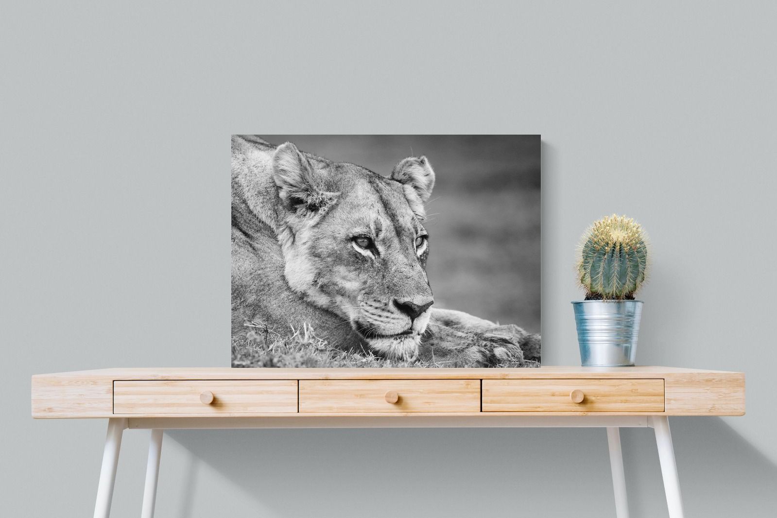 Pixalot Pensive Lioness