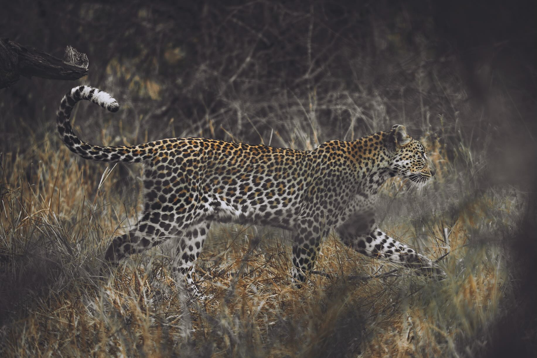 Prancing Leopard
