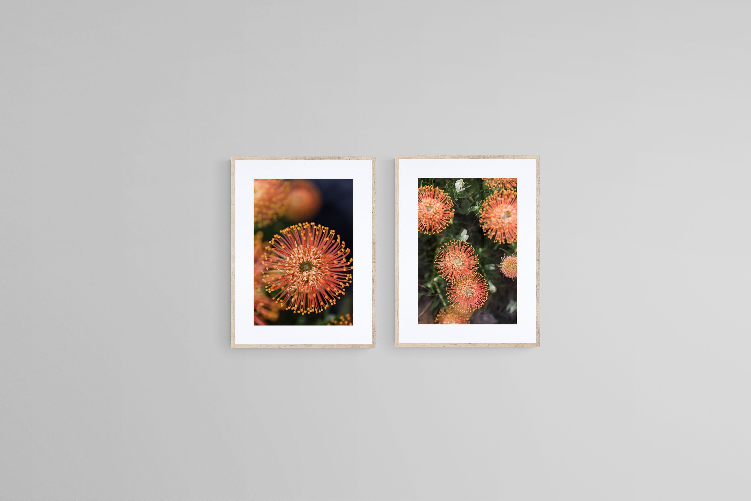 Protea Bloom Diptych