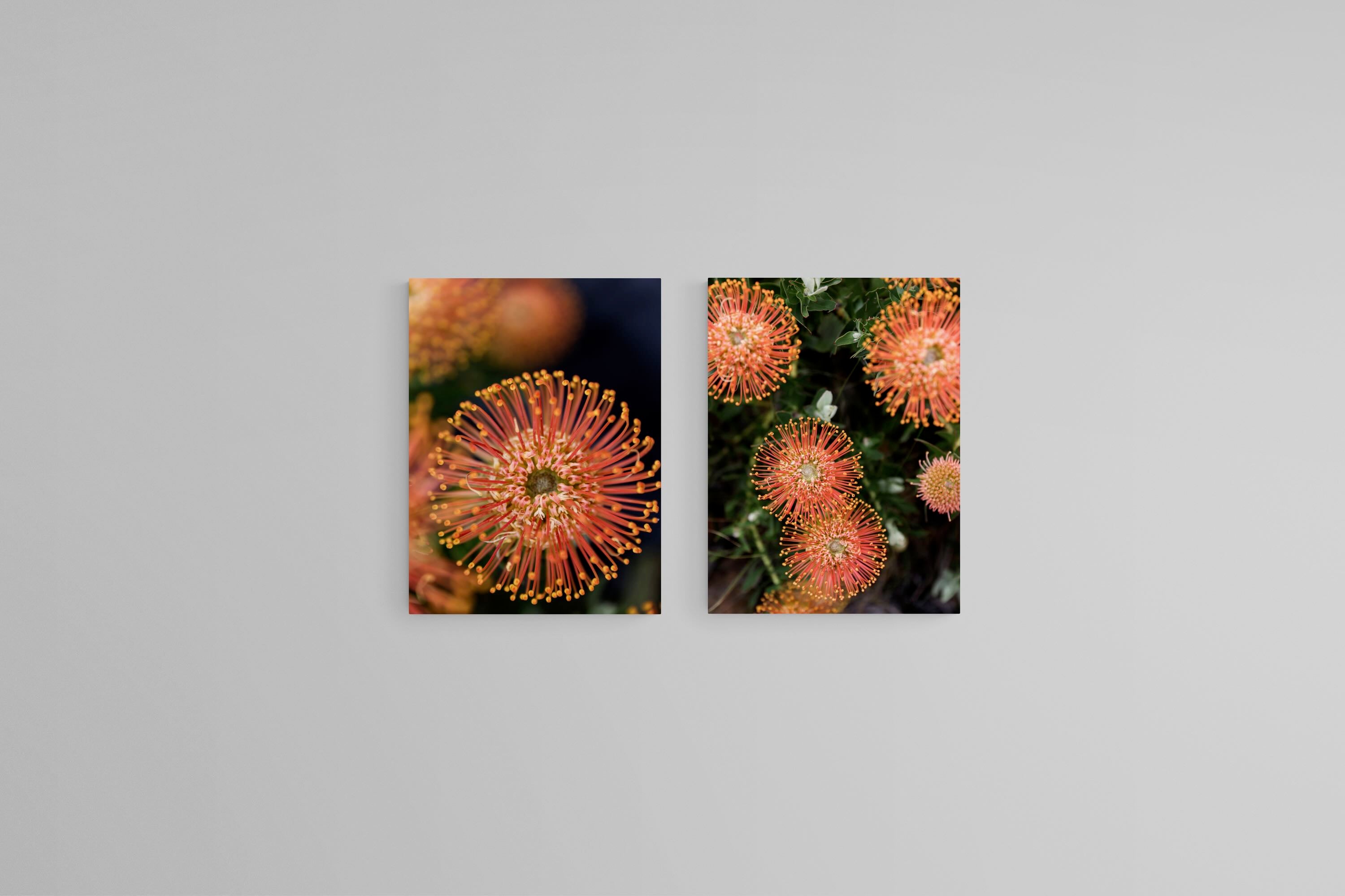 Protea Bloom Diptych