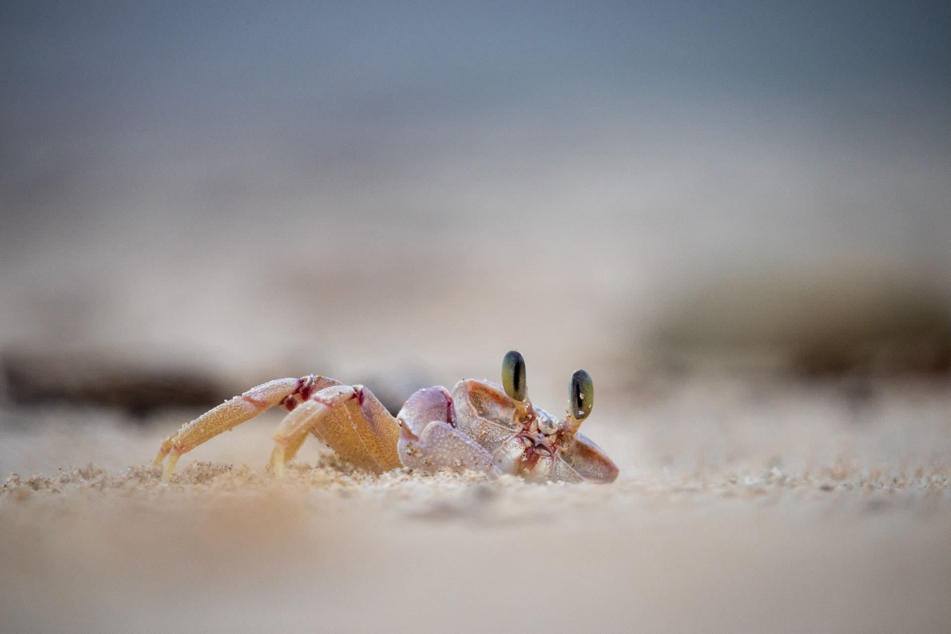 Sand Crab