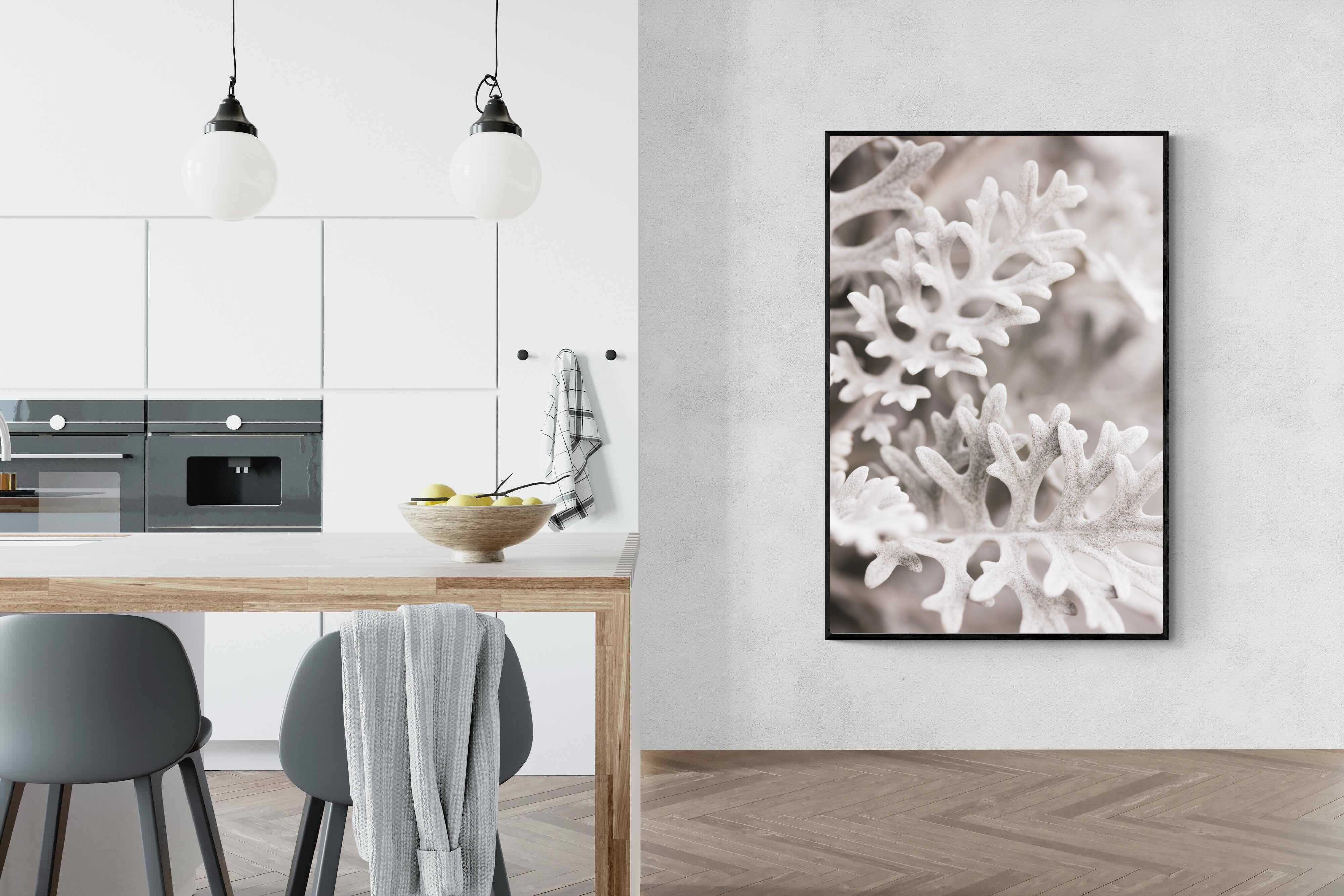 Pixalot Senecio Cineraria