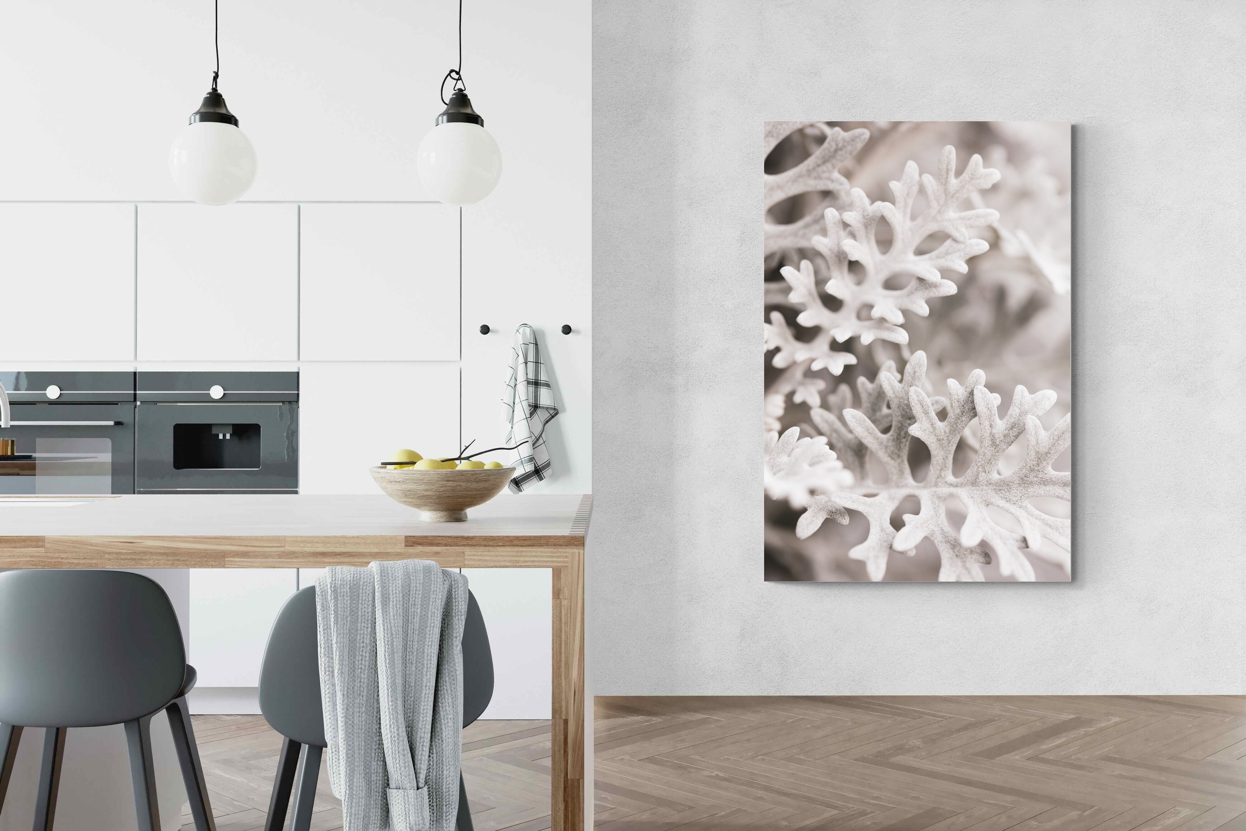 Pixalot Senecio Cineraria