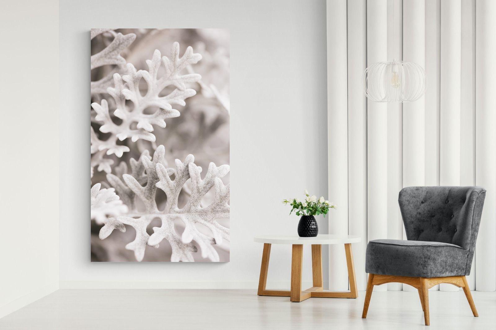 Pixalot Senecio Cineraria