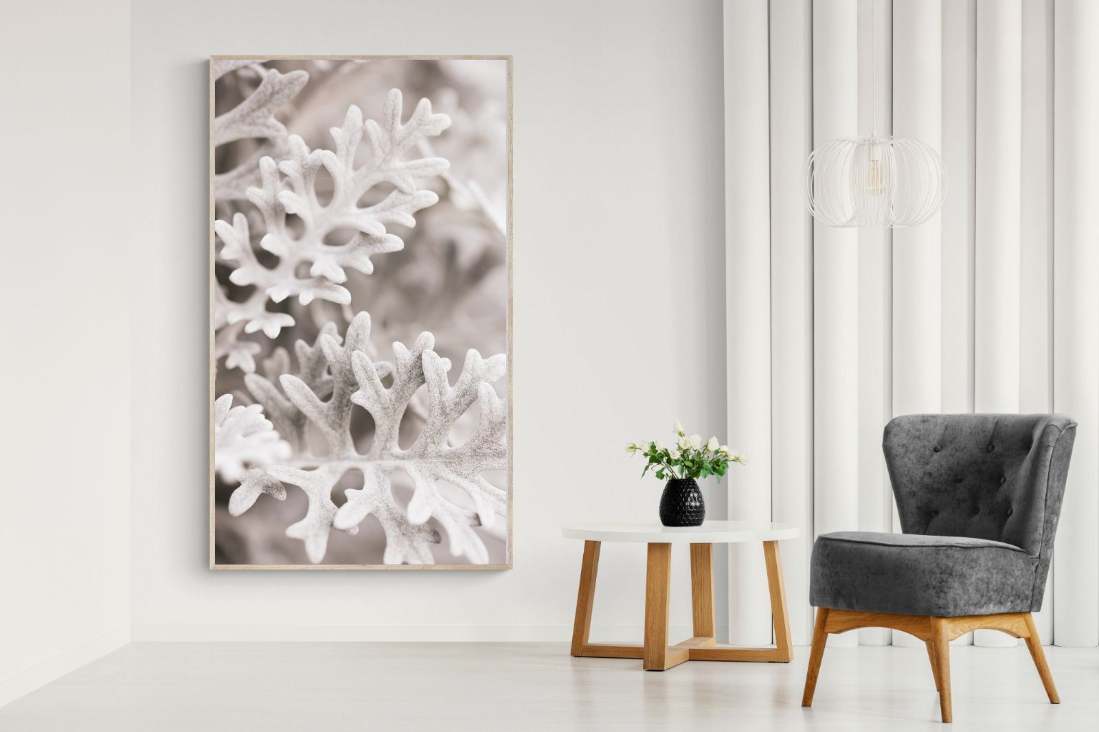 Pixalot Senecio Cineraria