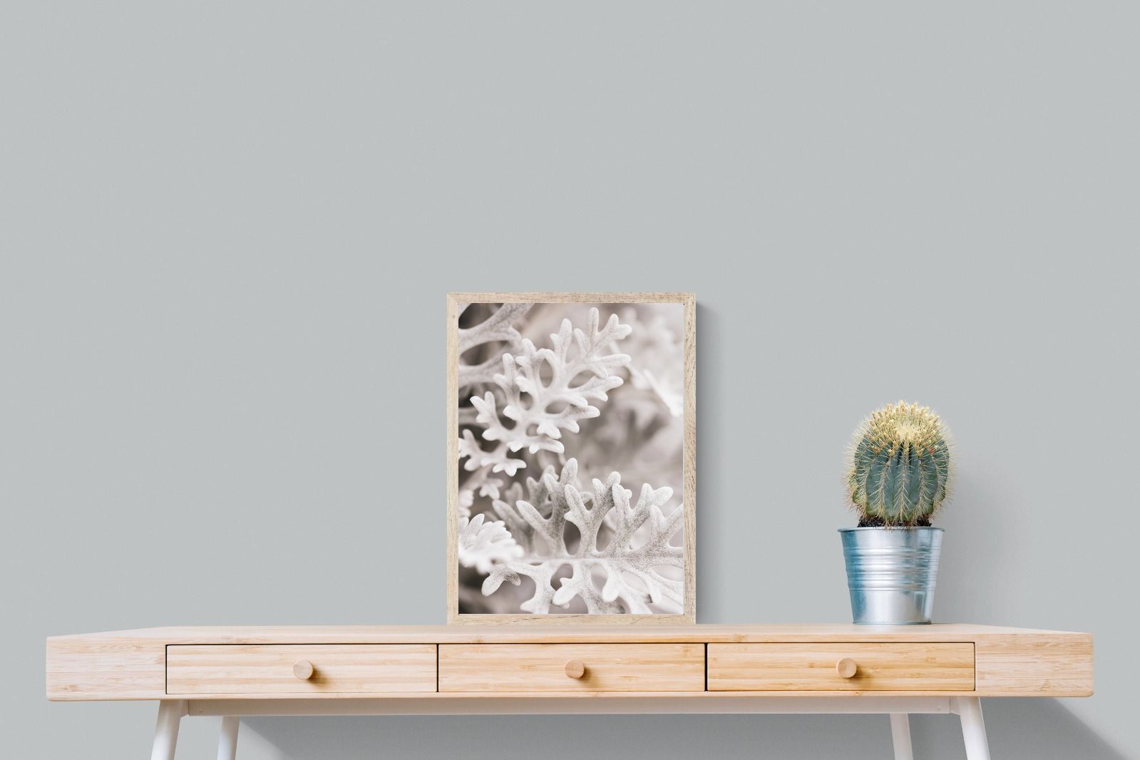 Pixalot Senecio Cineraria