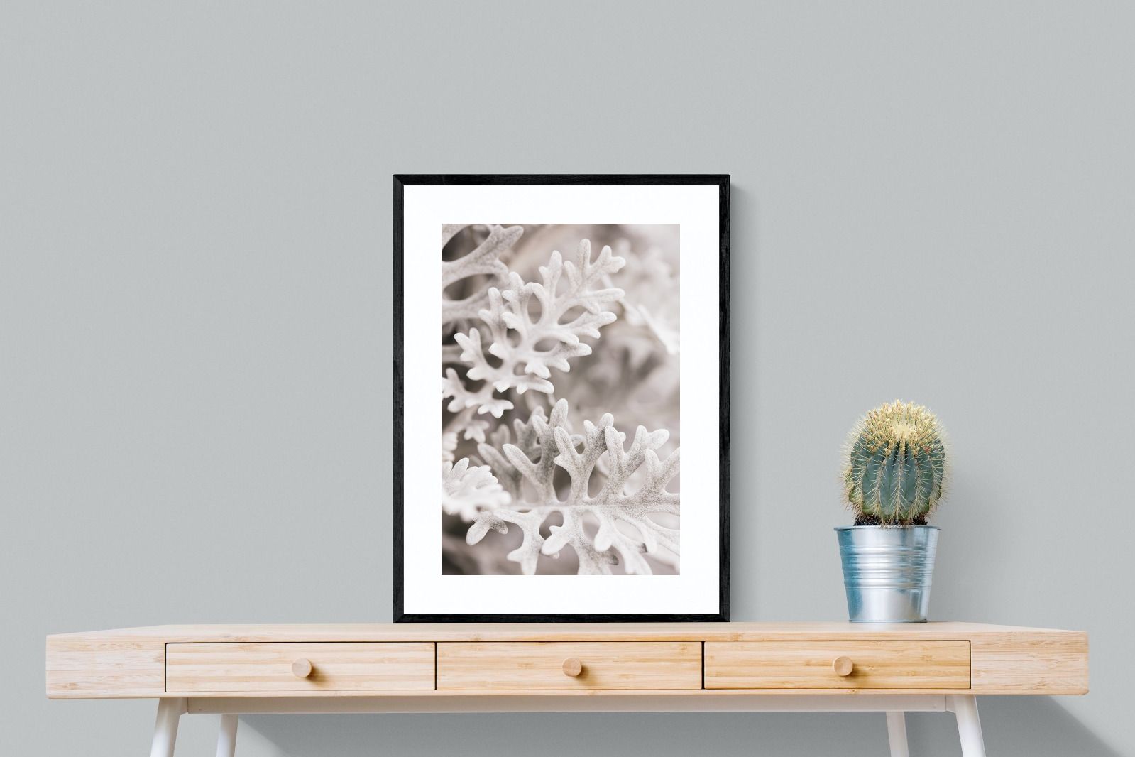 Pixalot Senecio Cineraria