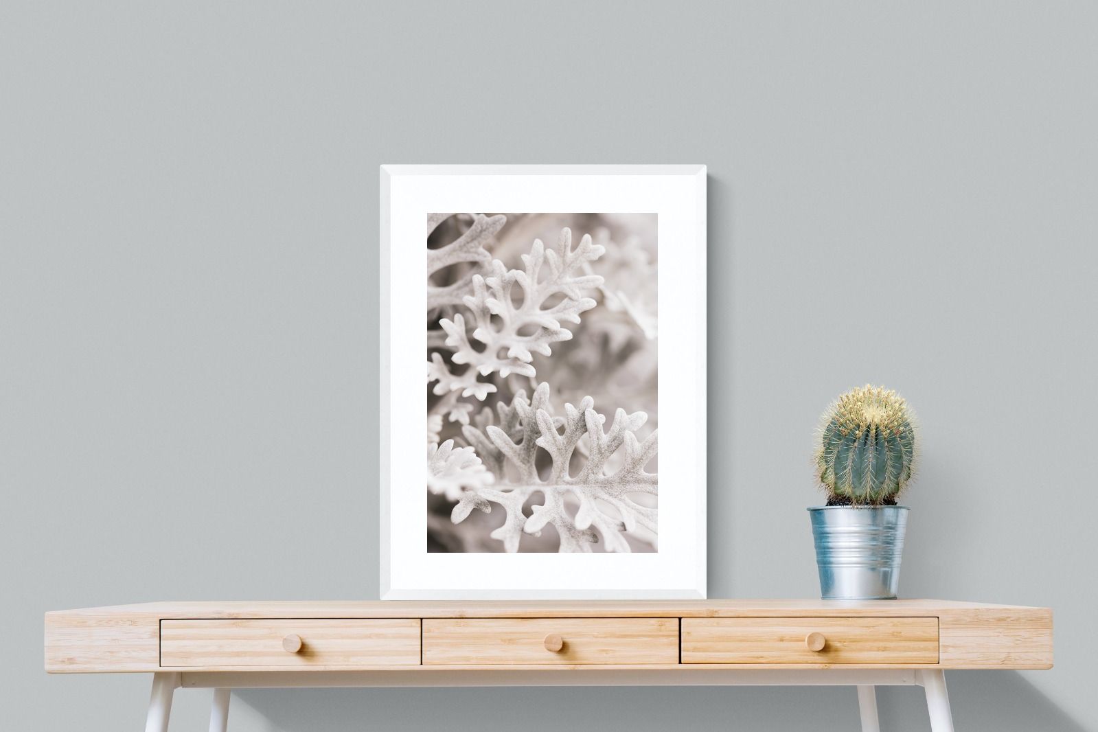 Pixalot Senecio Cineraria