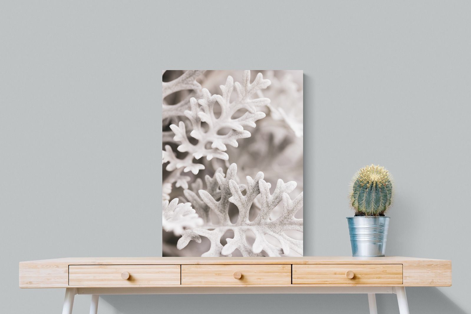 Pixalot Senecio Cineraria