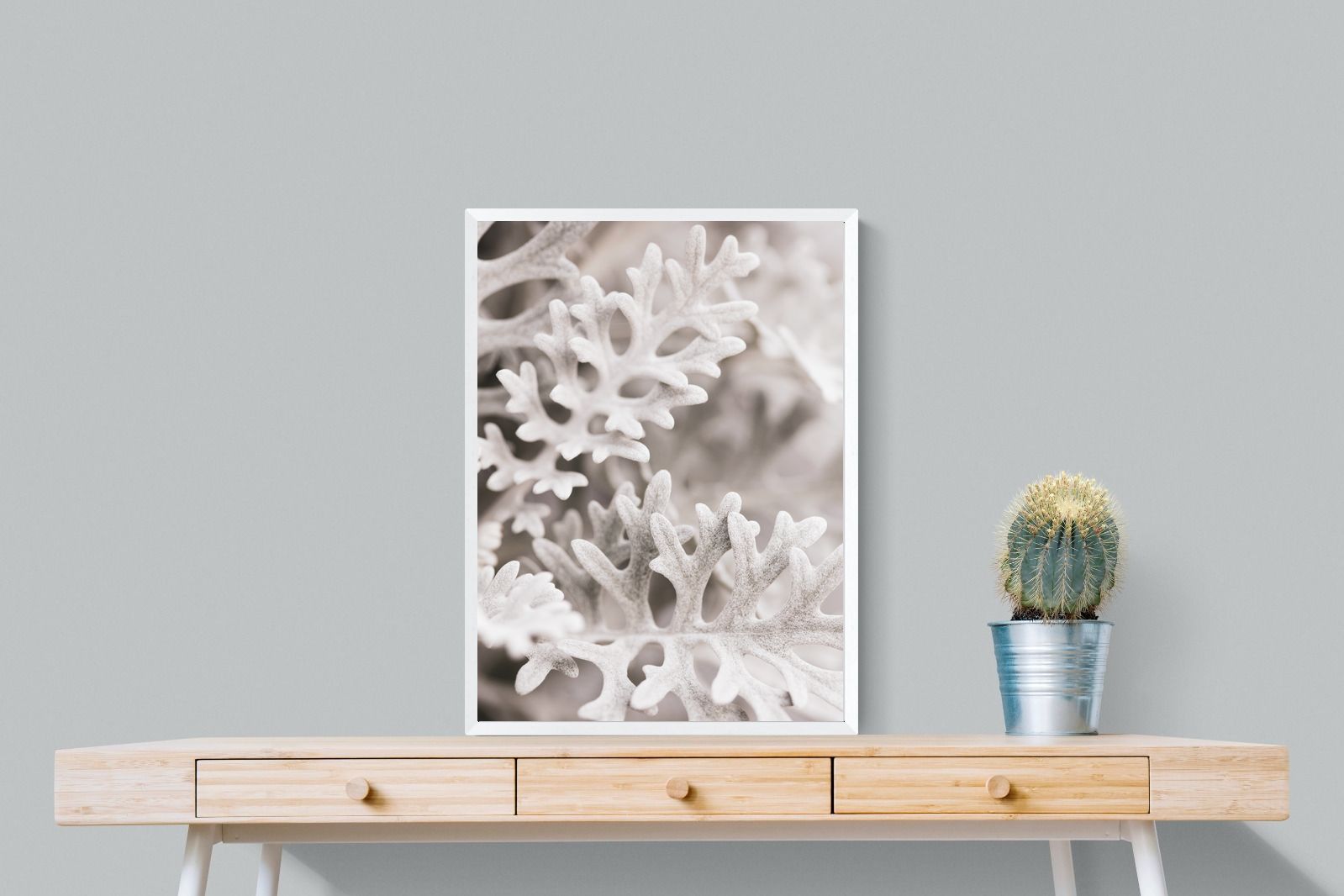 Pixalot Senecio Cineraria