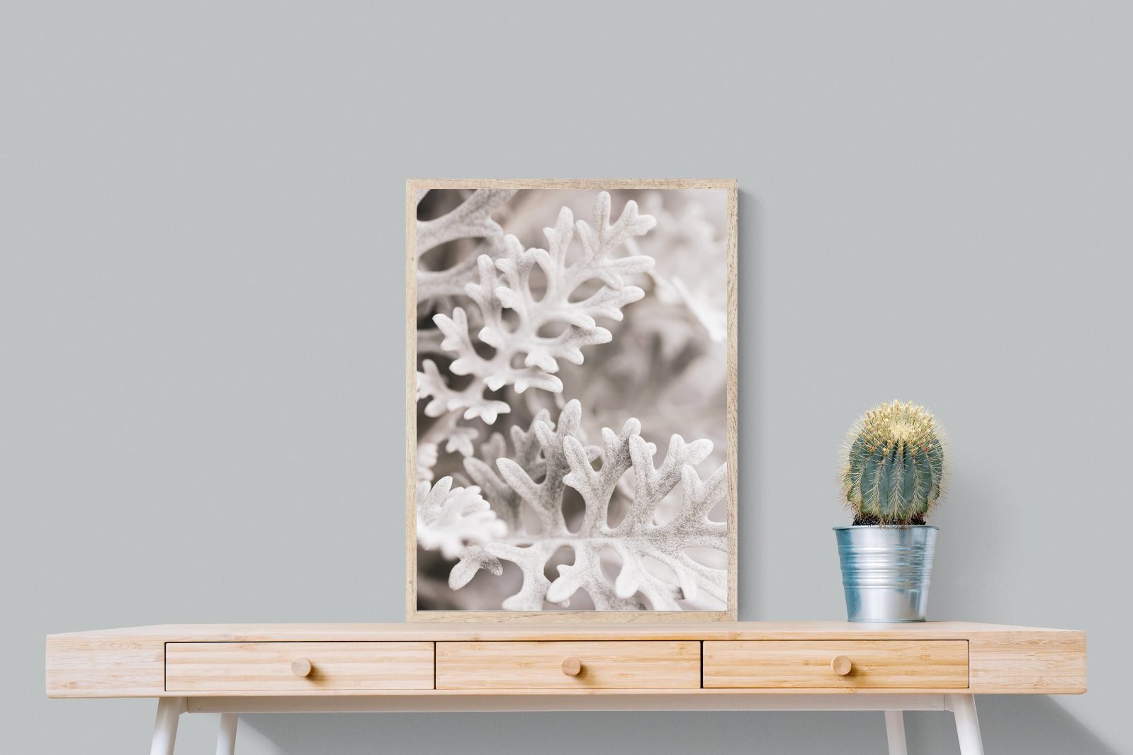 Pixalot Senecio Cineraria