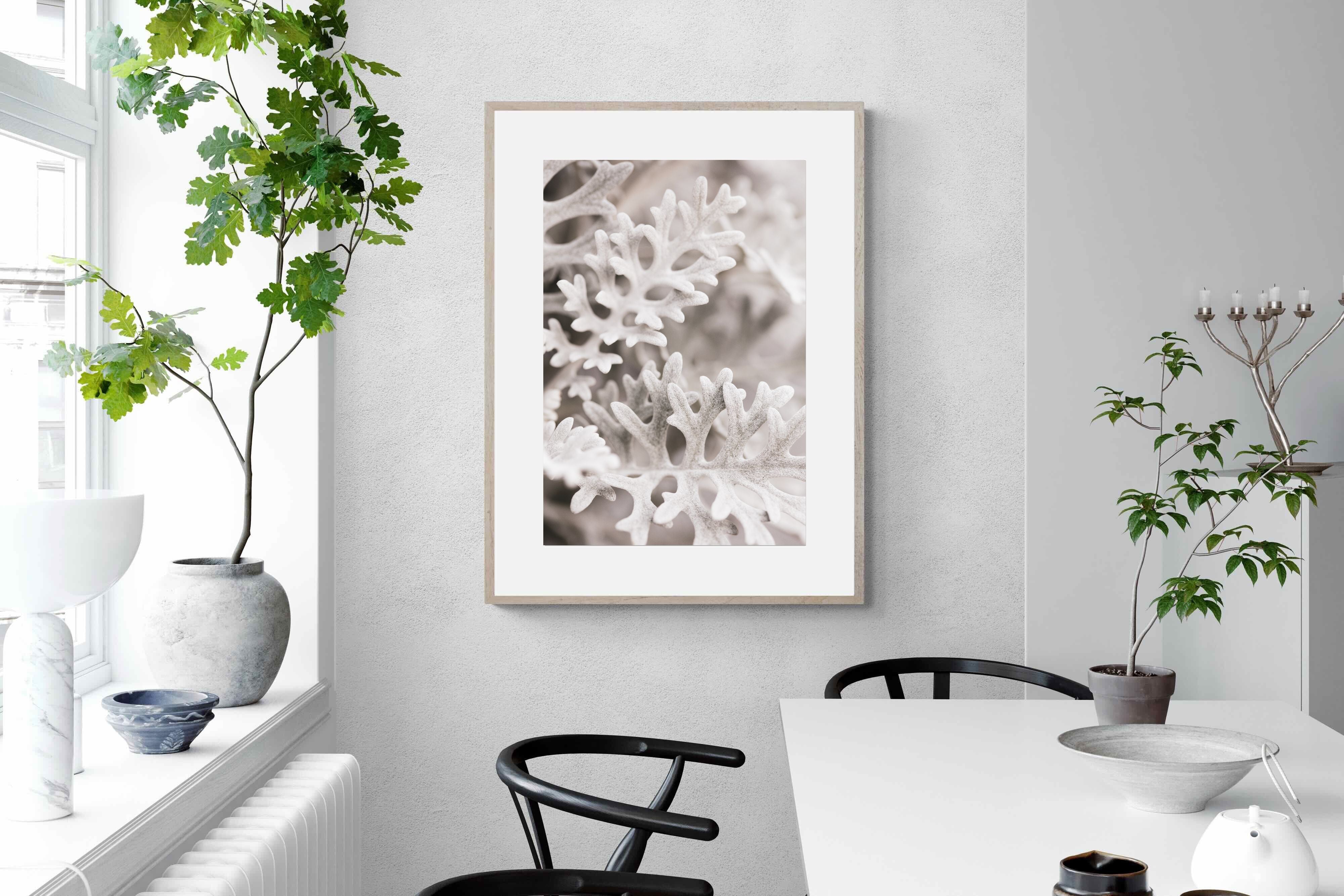 Pixalot Senecio Cineraria