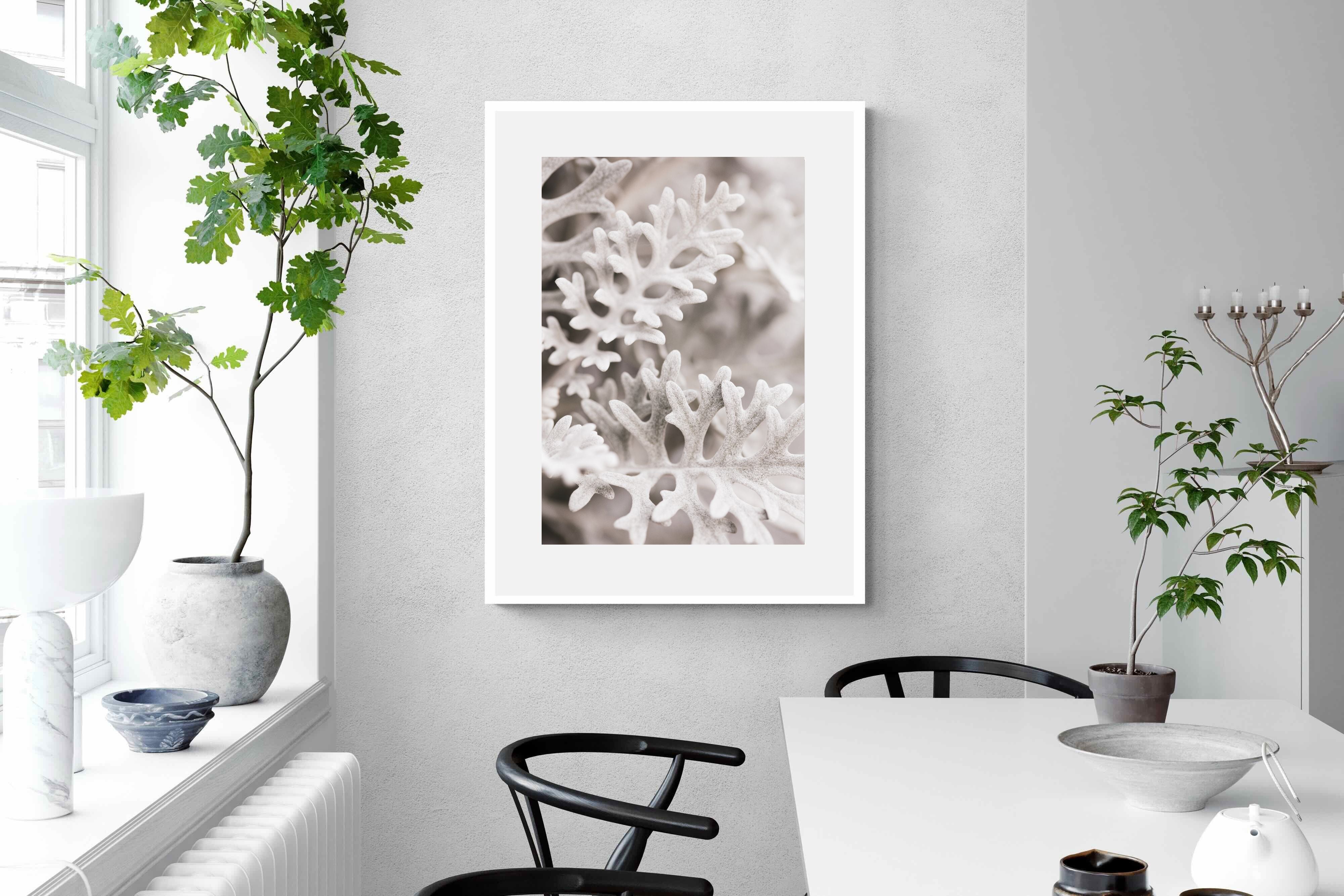 Pixalot Senecio Cineraria