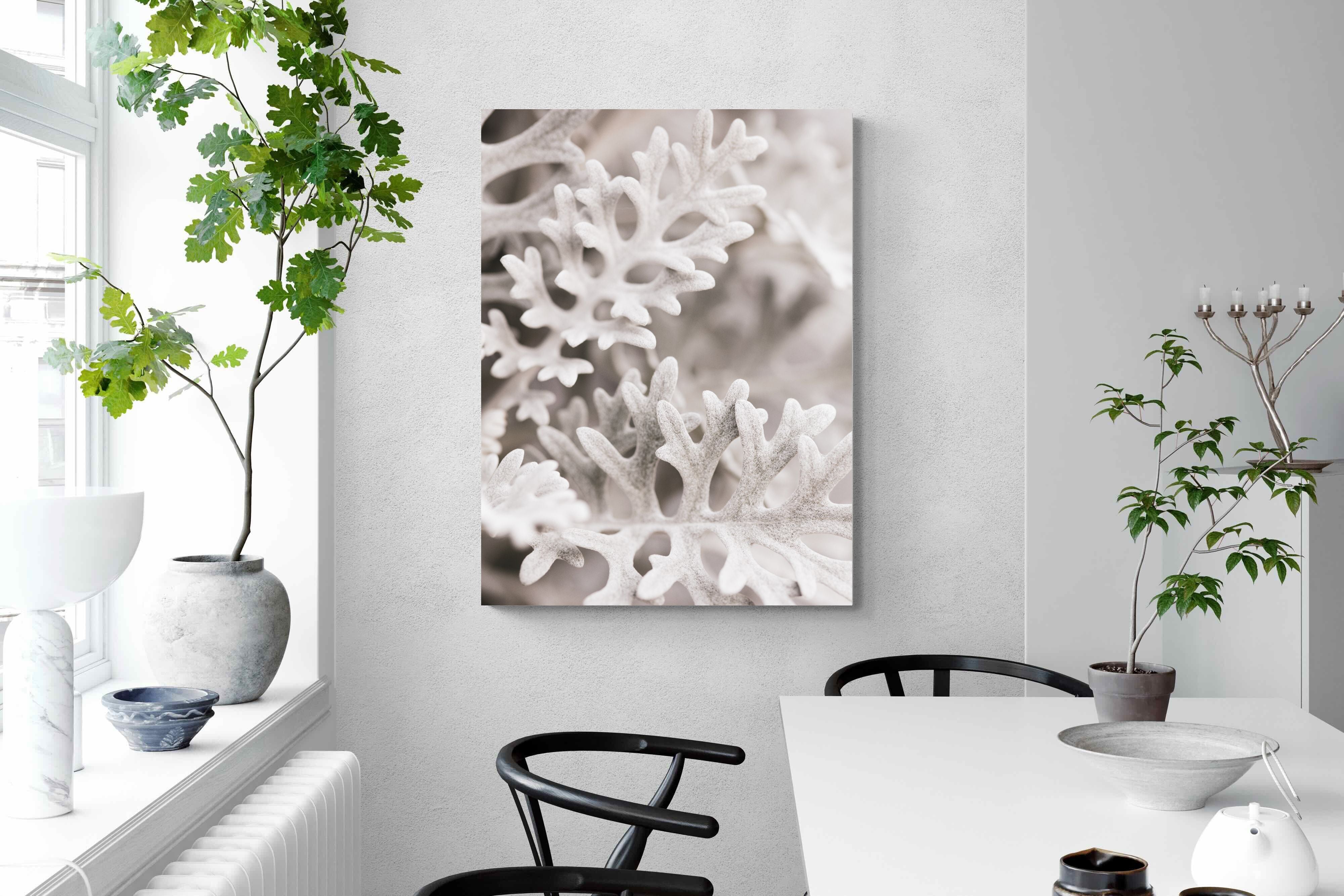 Pixalot Senecio Cineraria