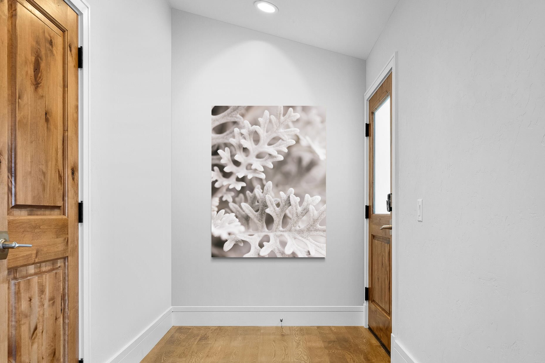 Pixalot Senecio Cineraria