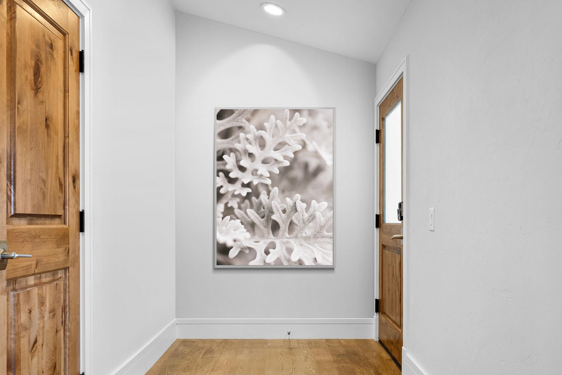 Pixalot Senecio Cineraria