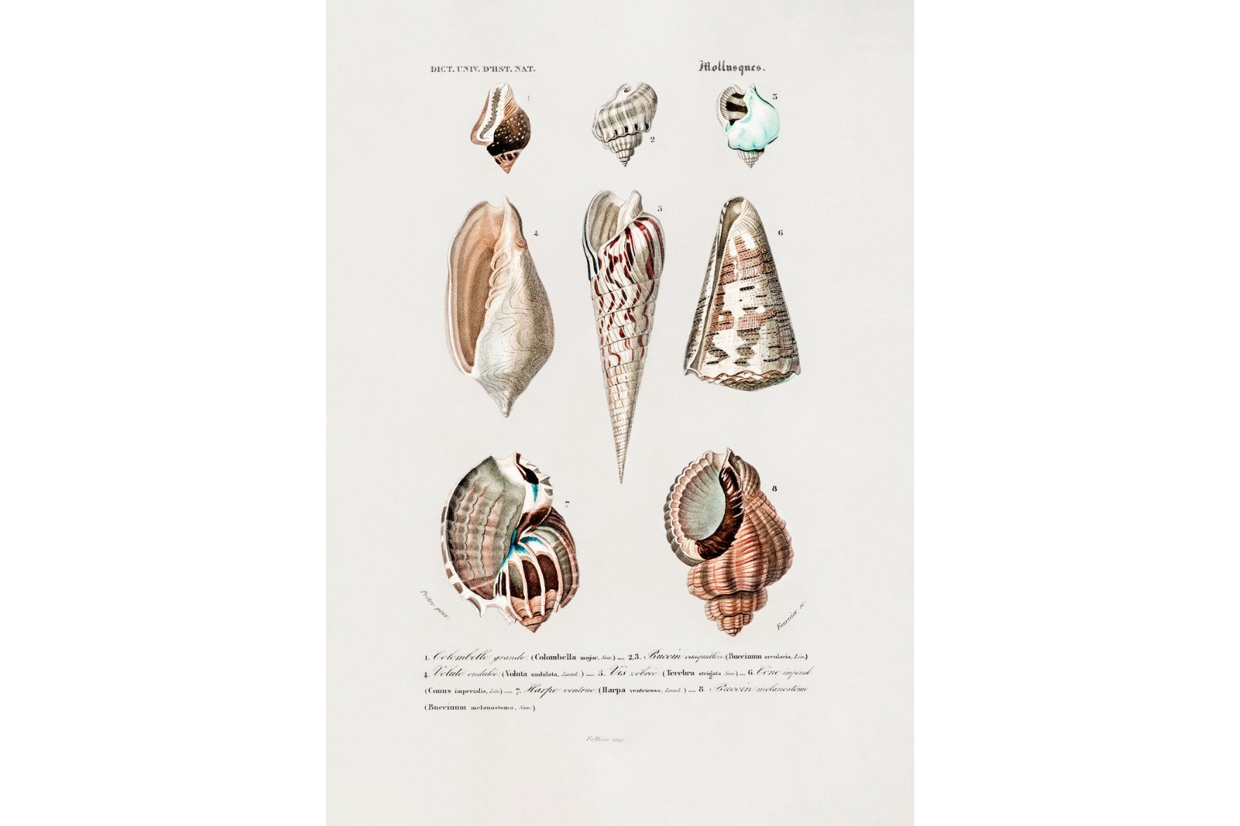 Shell Study No. 1