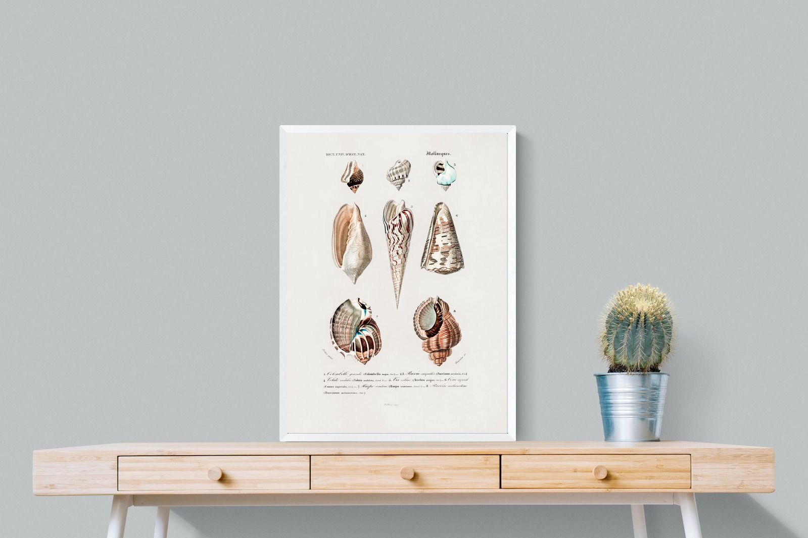 Pixalot Shell Study No. 1