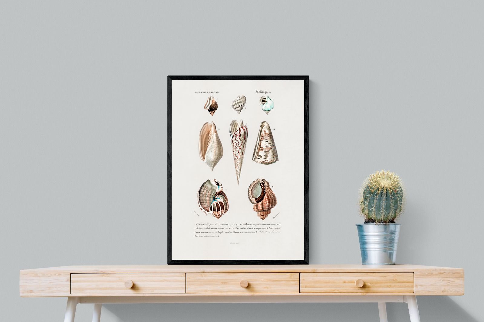 Pixalot Shell Study No. 1