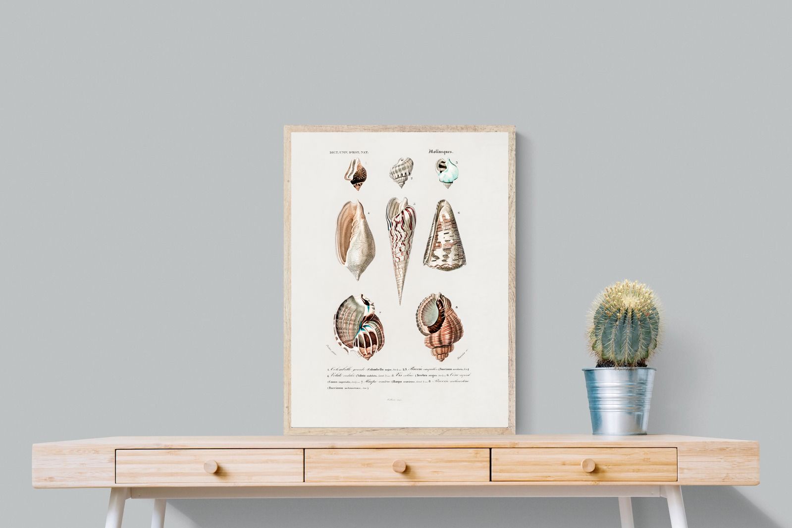 Pixalot Shell Study No. 1