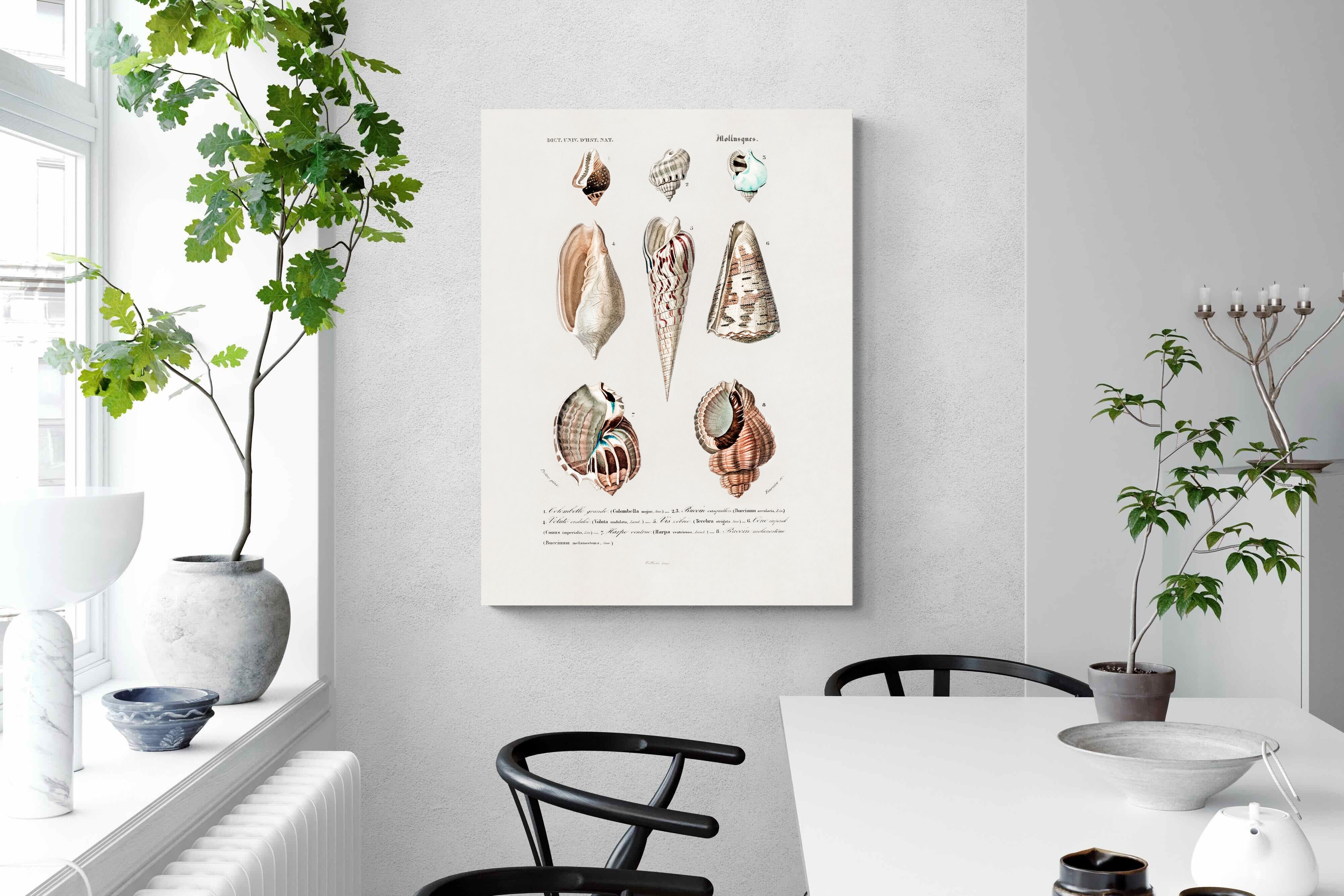 Pixalot Shell Study No. 1