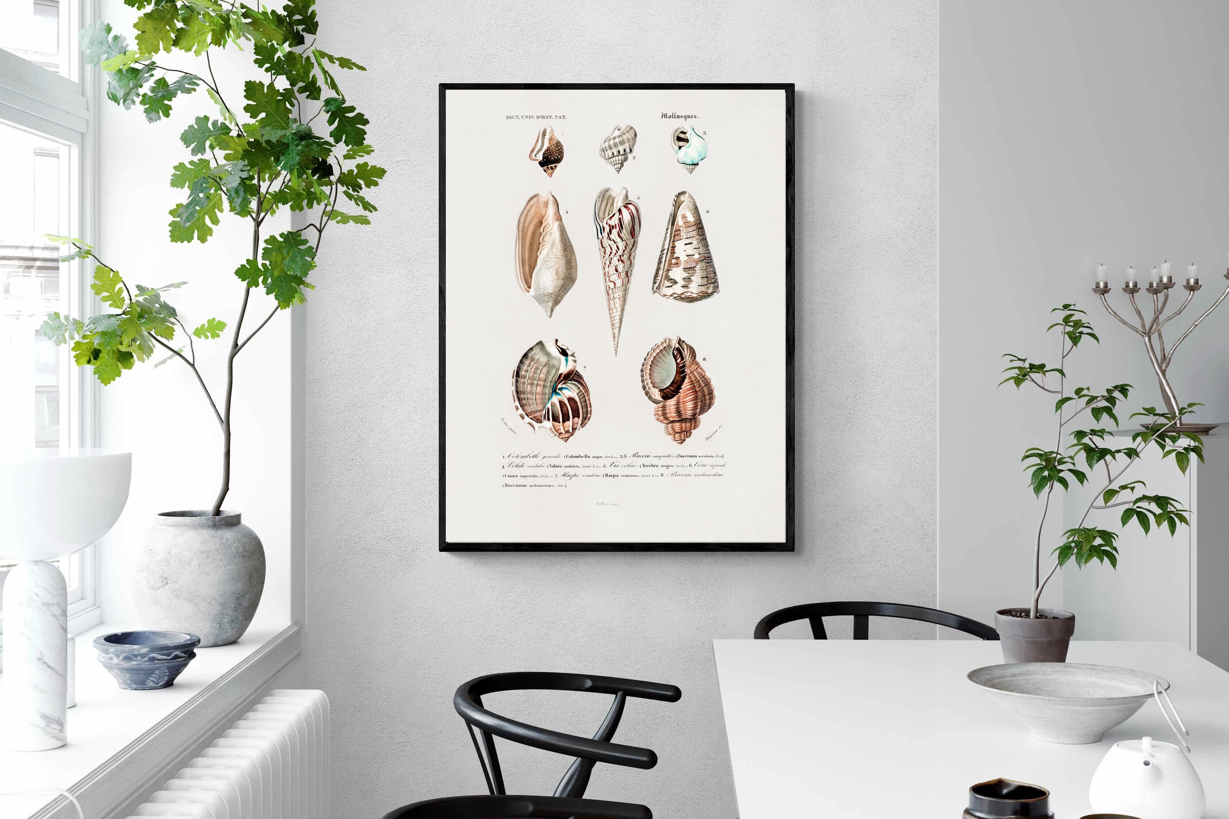 Pixalot Shell Study No. 1