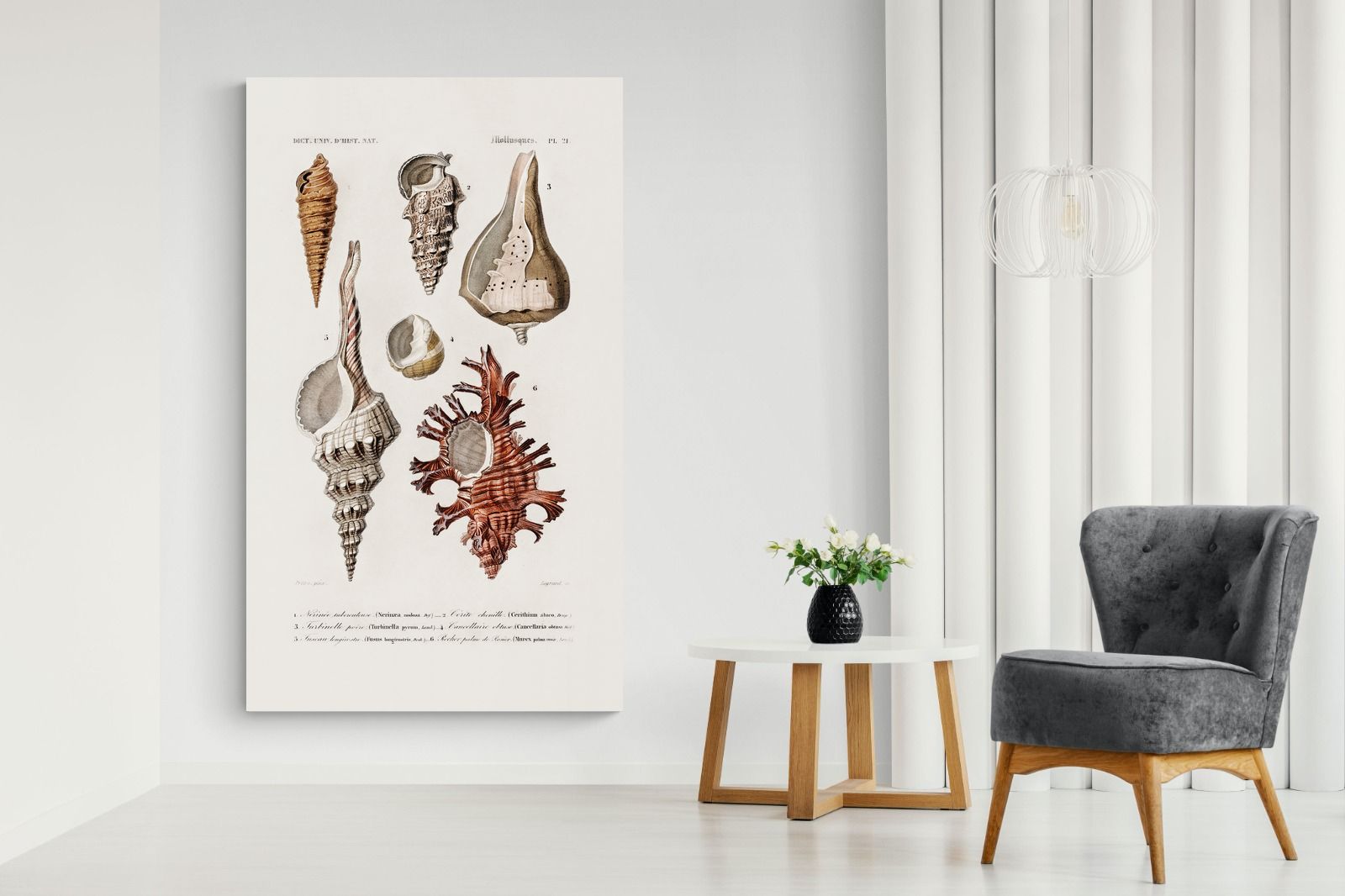 Pixalot Shell Study No. 2