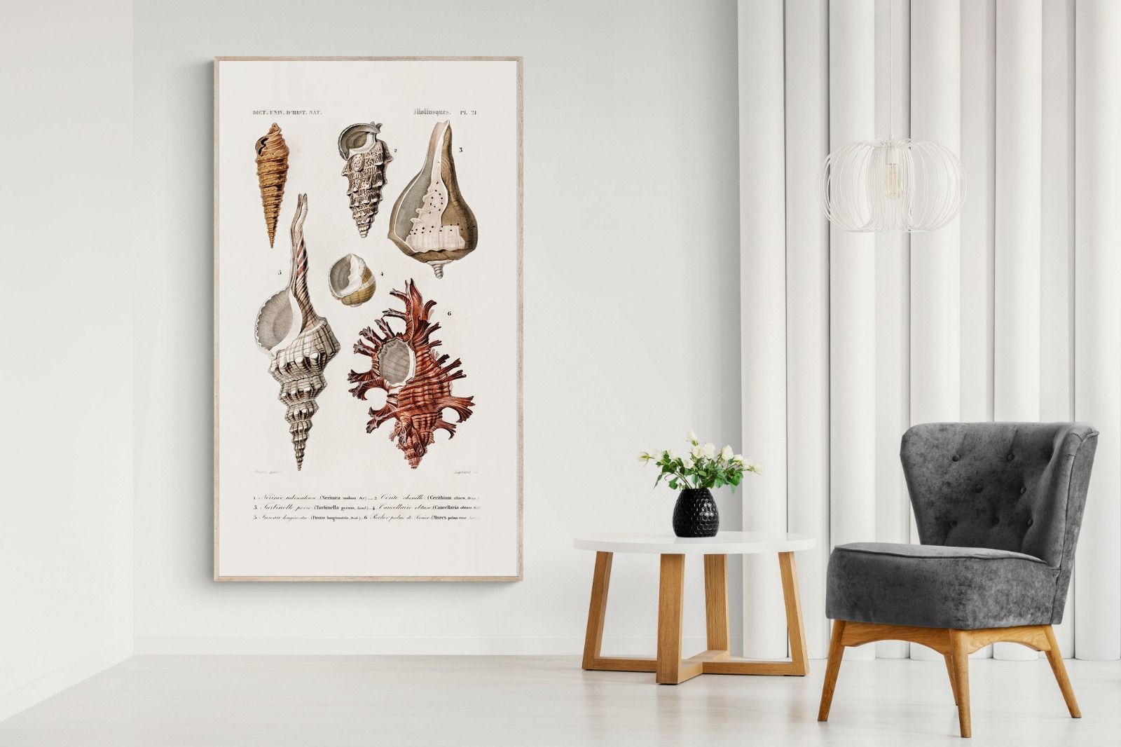 Pixalot Shell Study No. 2